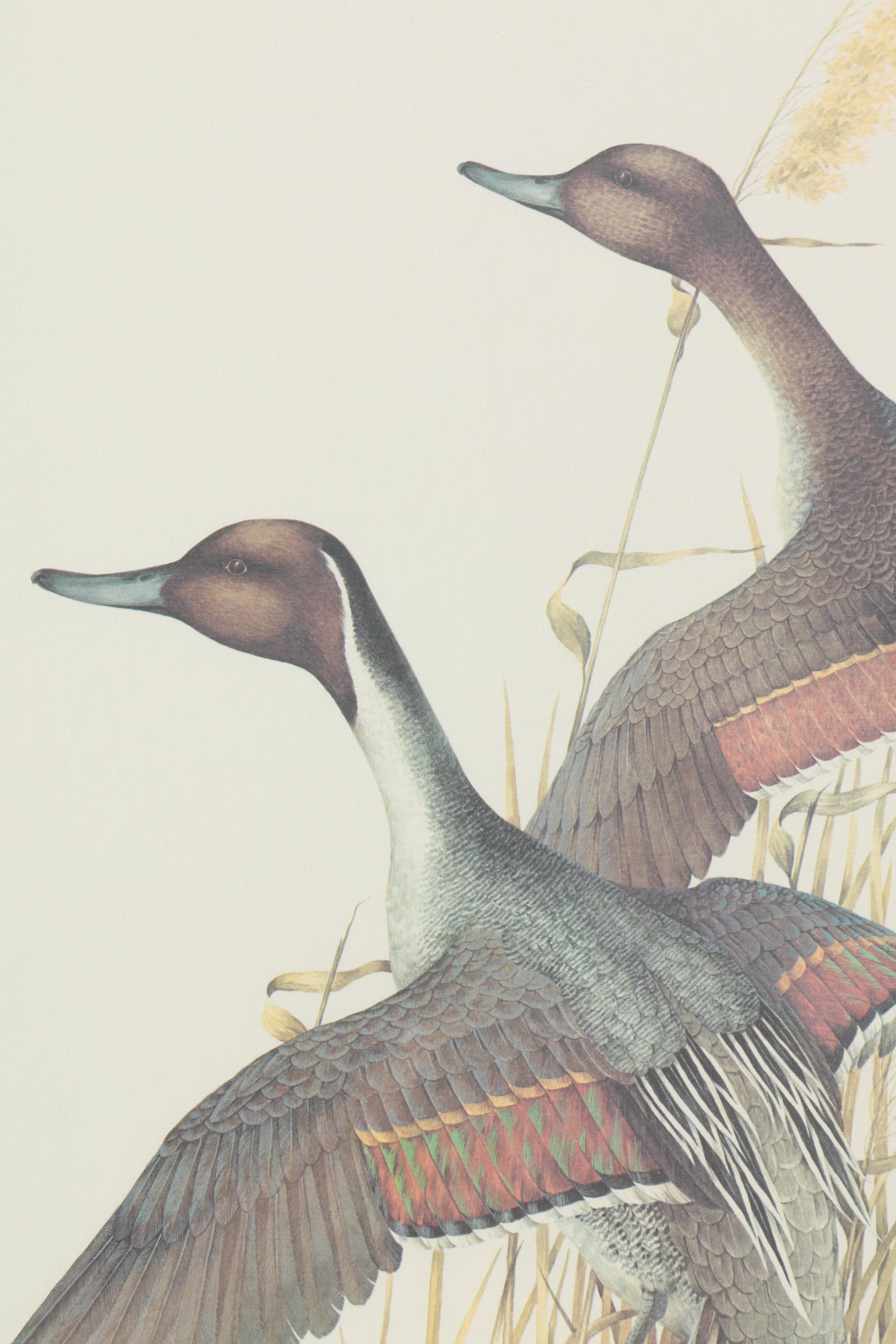 After Charles E. Murphy Offset Lithograph "American Pintaill"