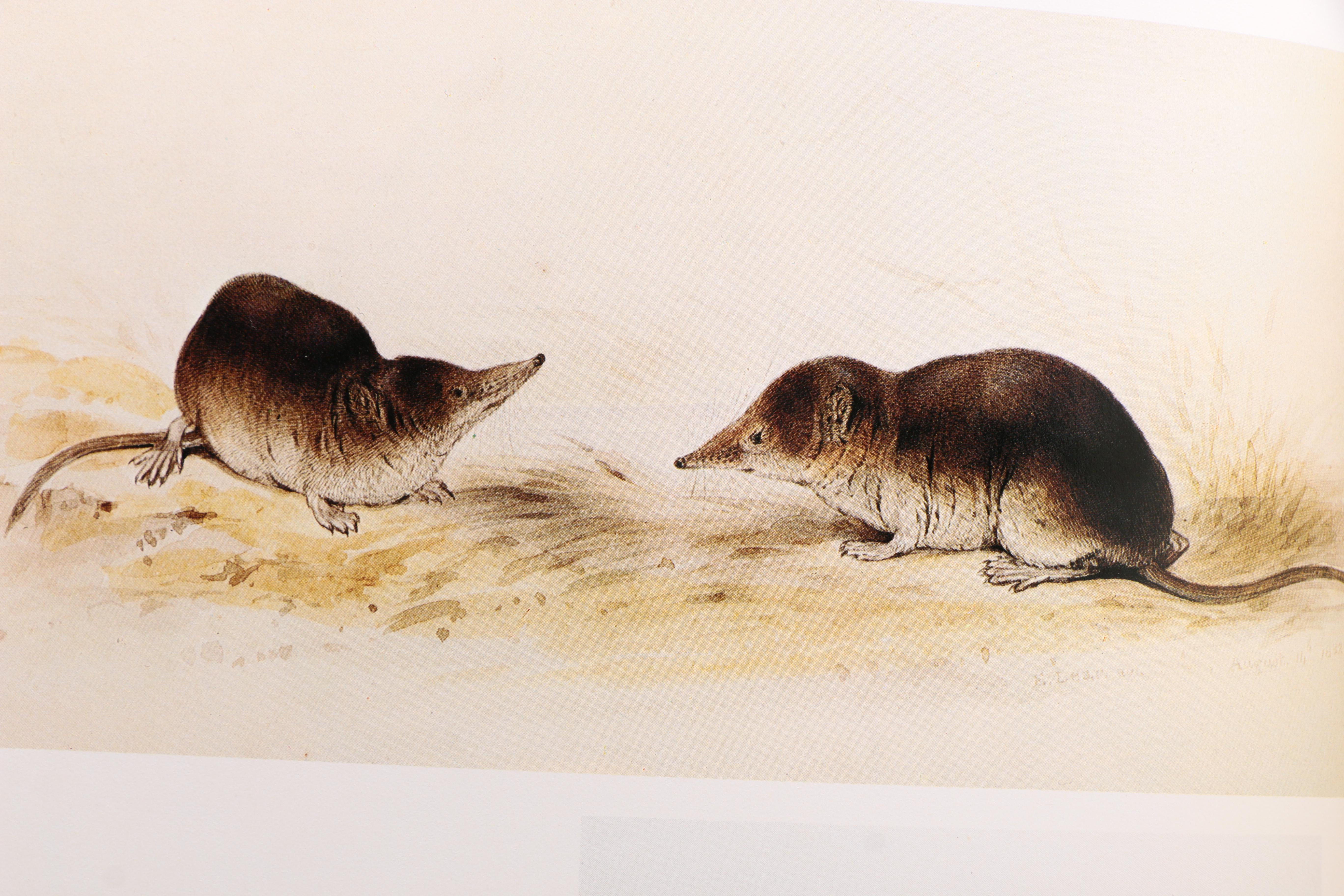 "Edward Lear's Birds" by Susan Hyman