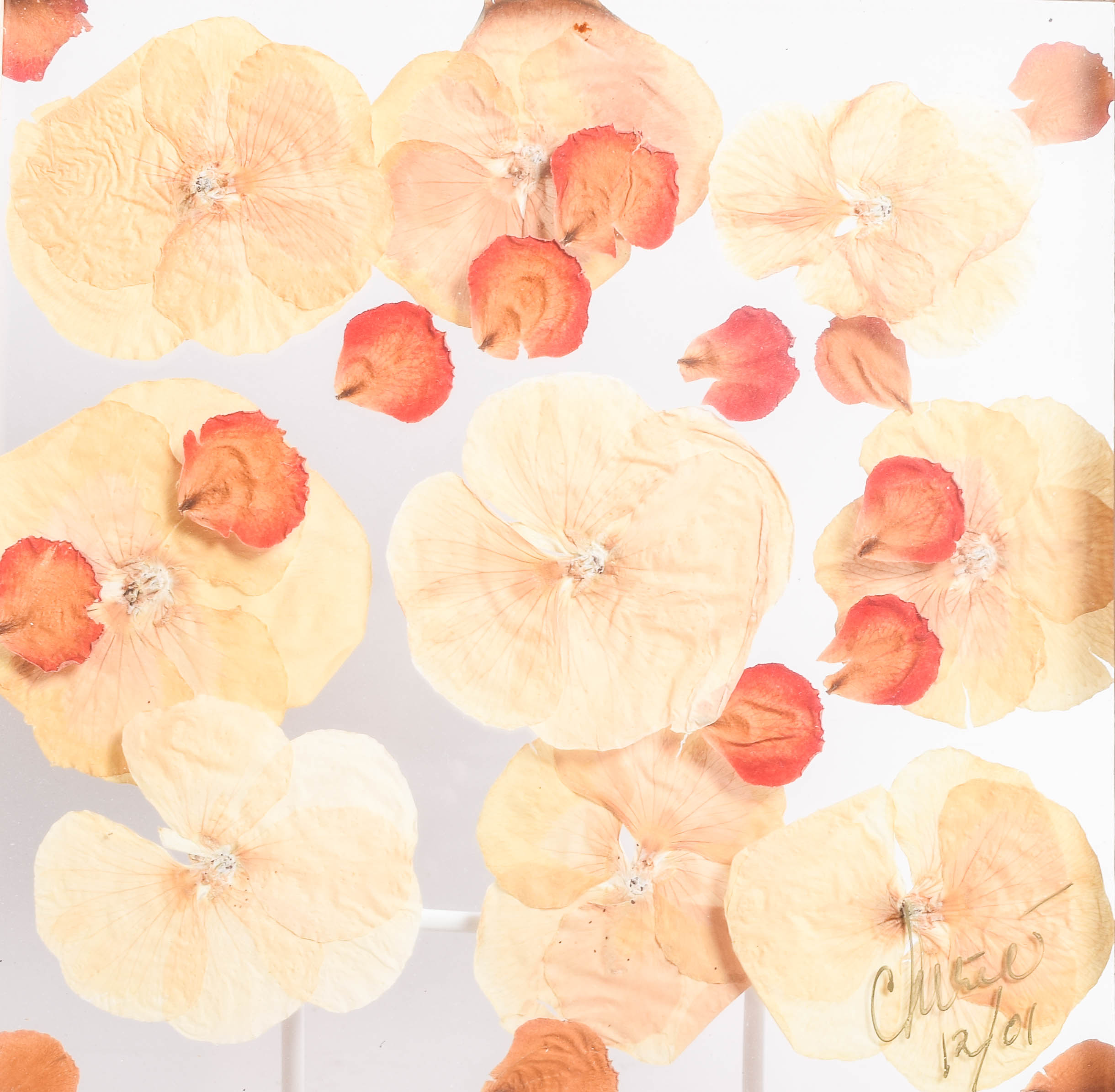 Chirie Framed Dried Flower Art