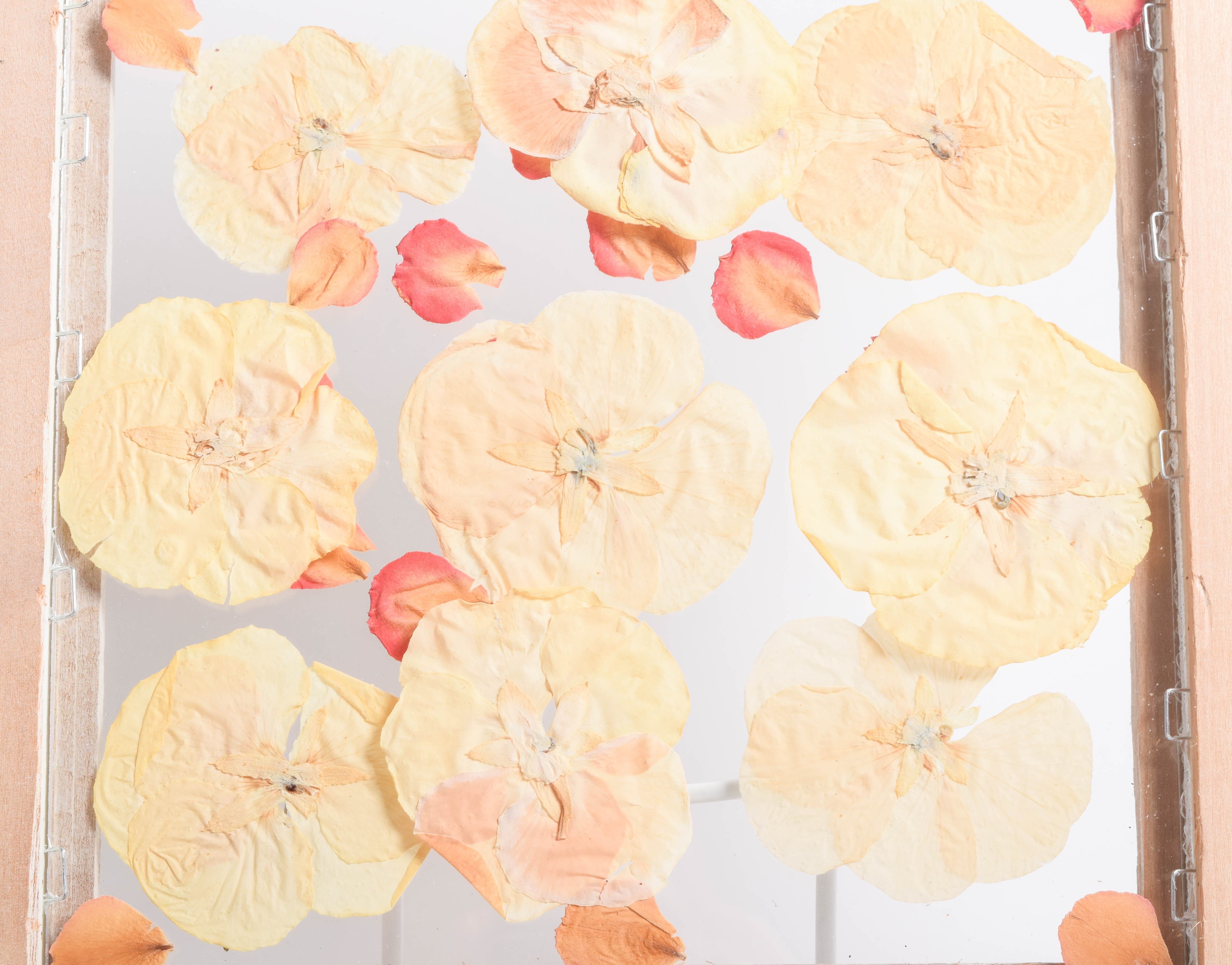 Chirie Framed Dried Flower Art