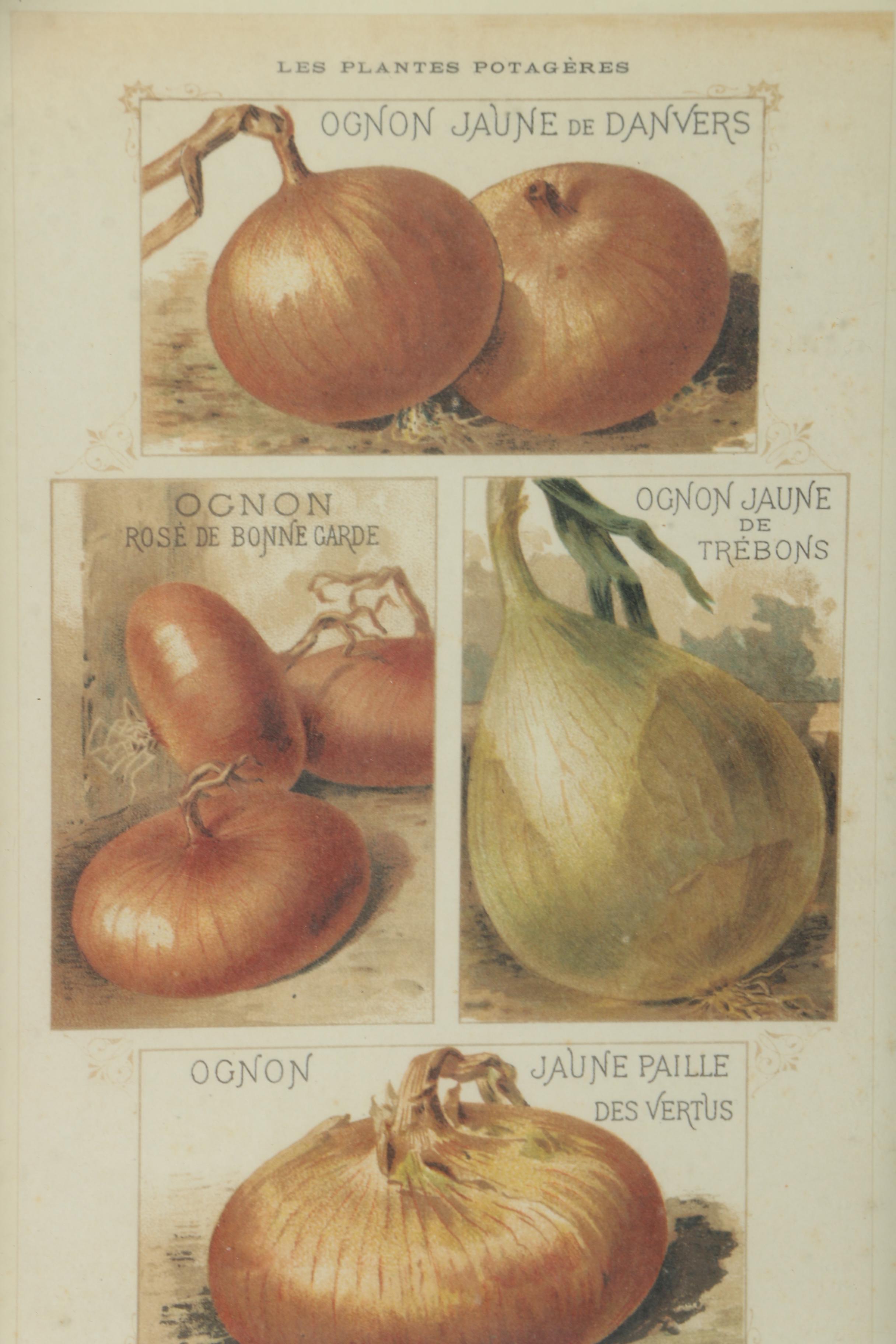 Offset Lithograph Prints on Paper of Vegetables