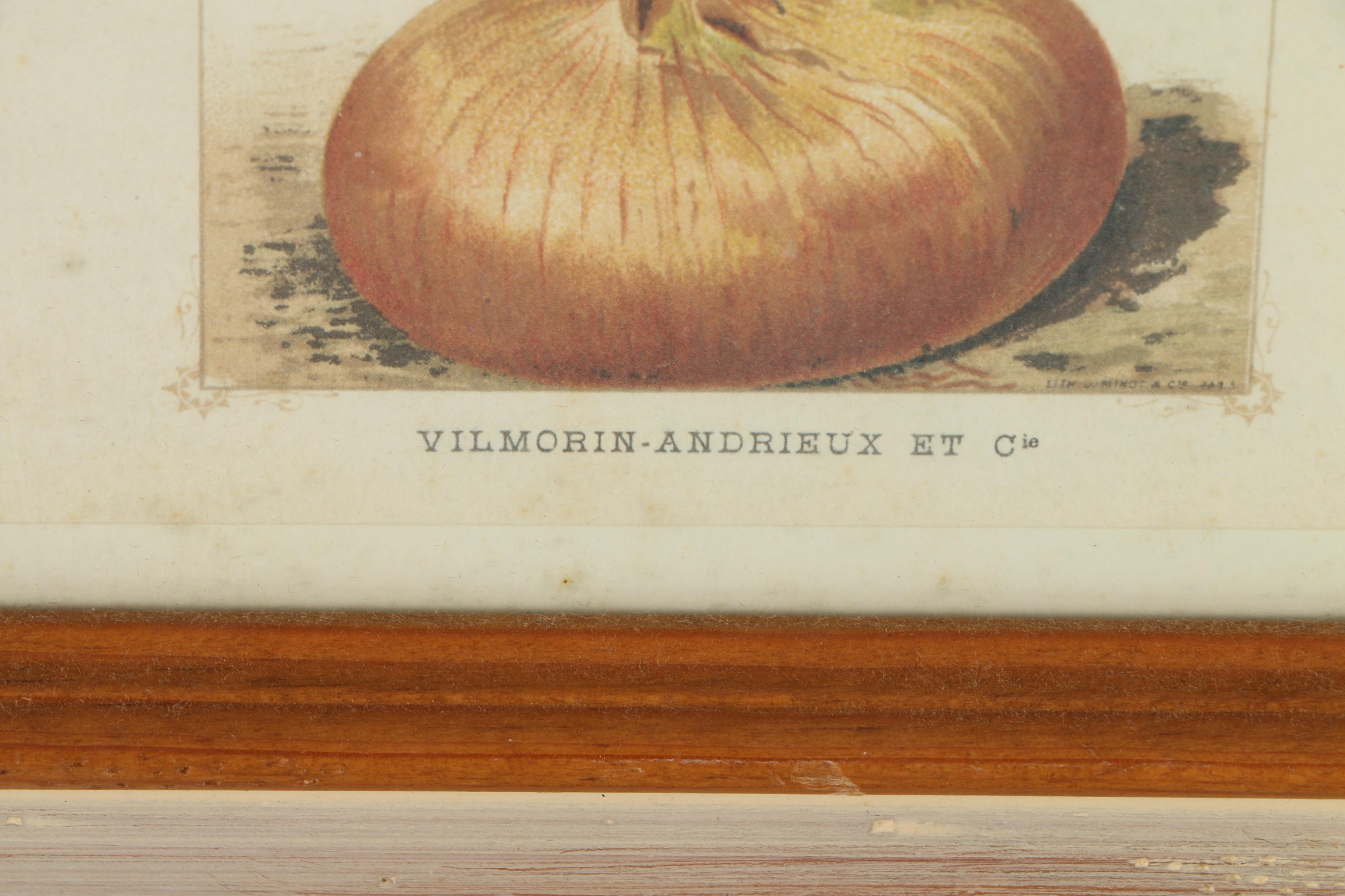 Offset Lithograph Prints on Paper of Vegetables