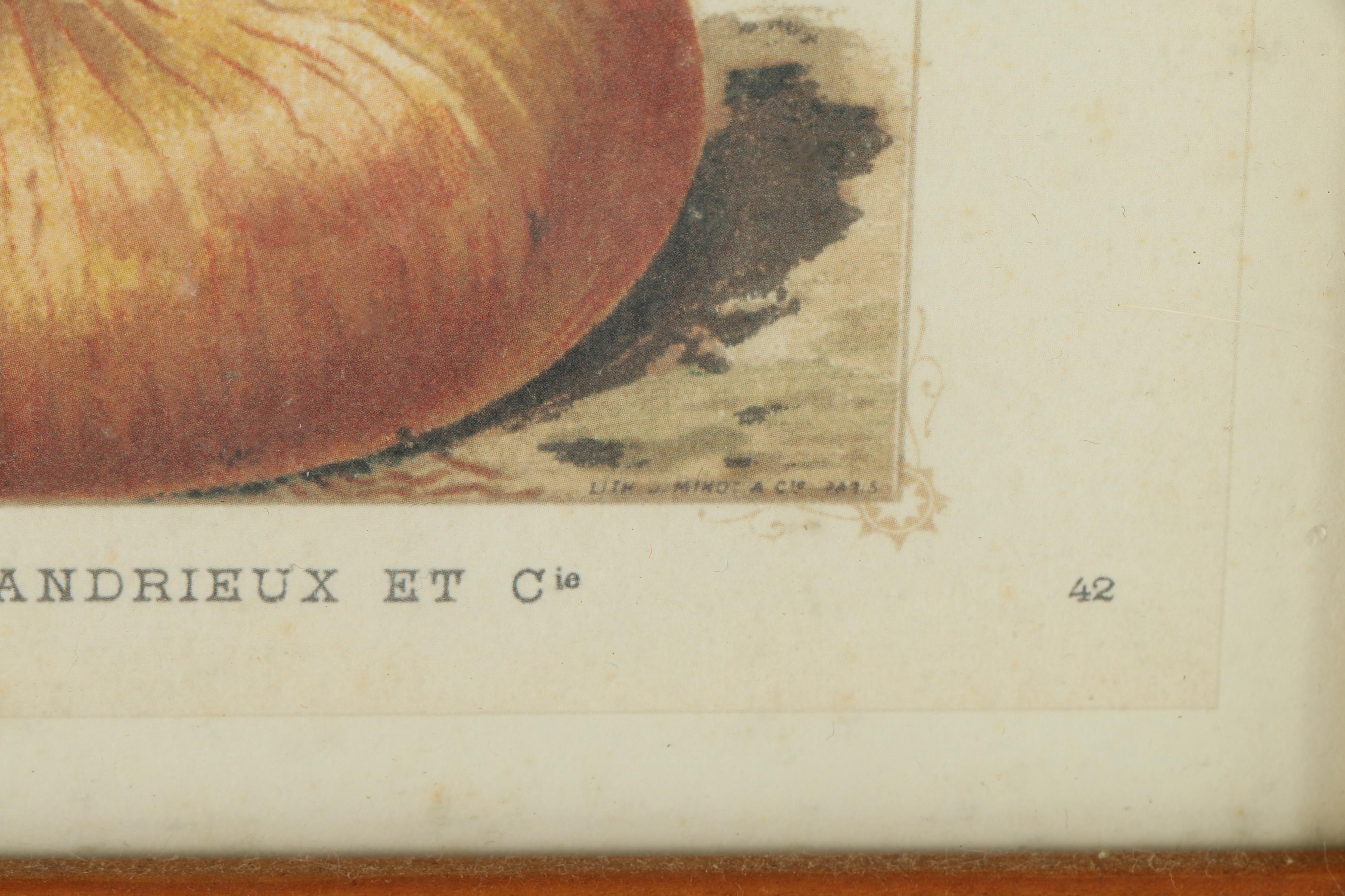 Offset Lithograph Prints on Paper of Vegetables