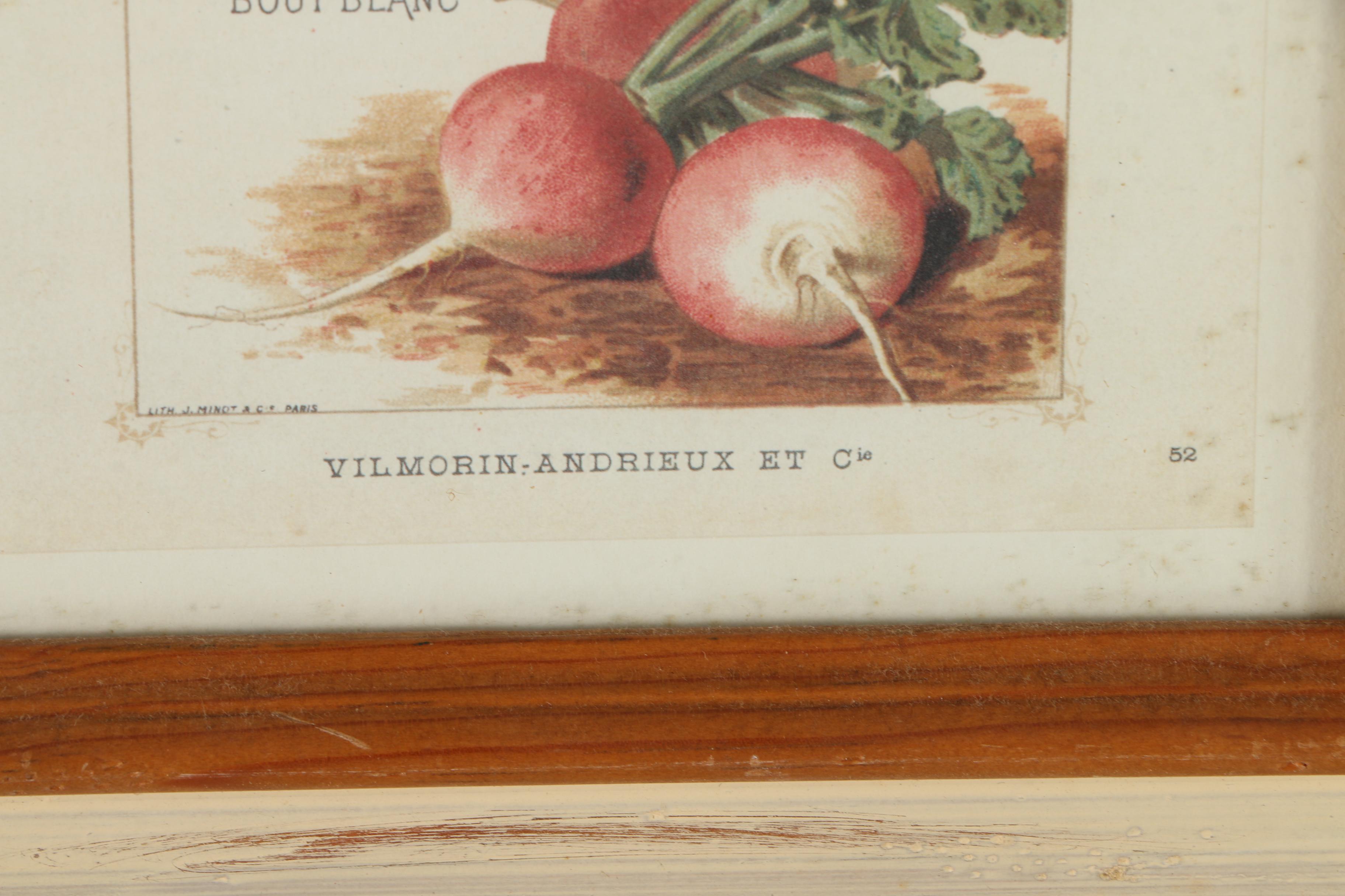 Offset Lithograph Prints on Paper of Vegetables