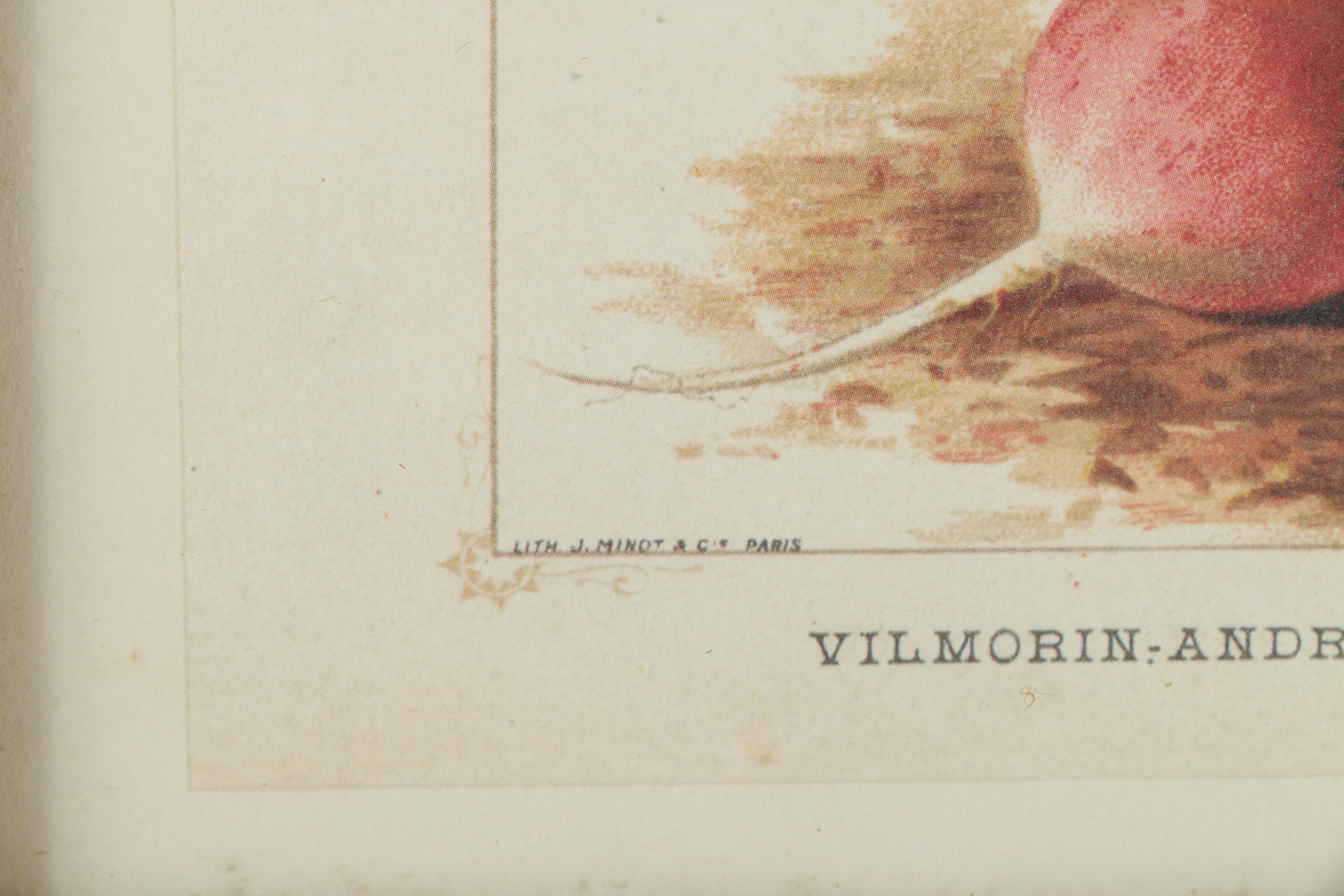 Offset Lithograph Prints on Paper of Vegetables