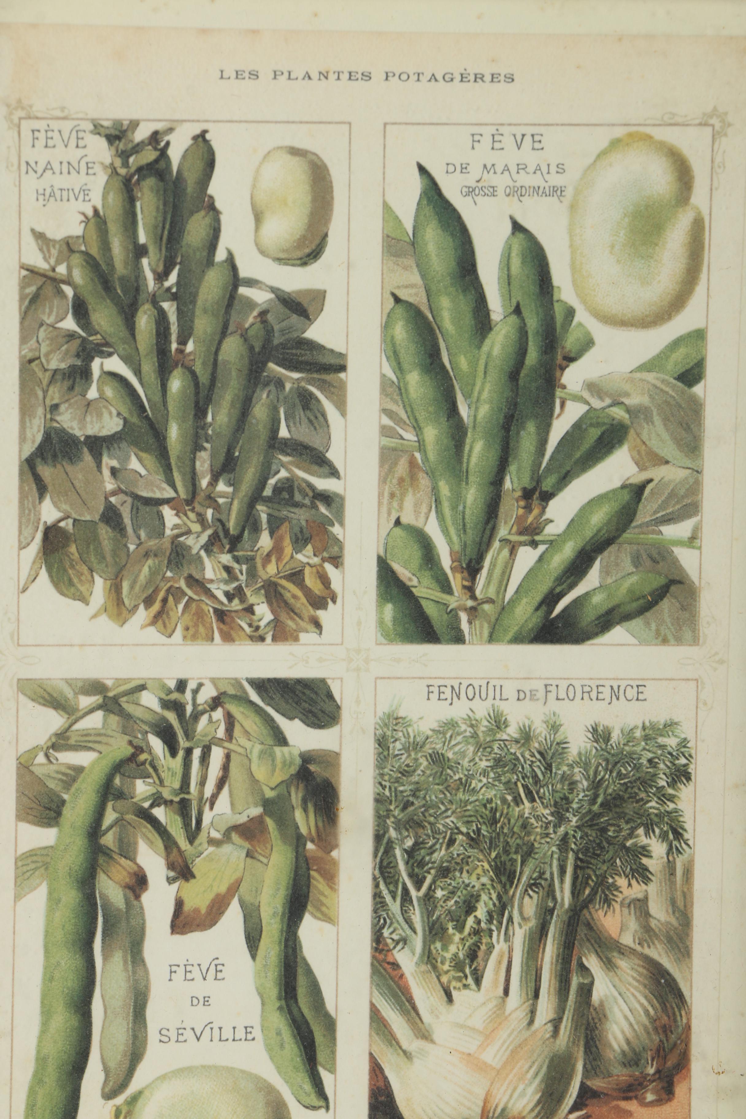 Offset Lithograph Prints on Paper of Vegetables