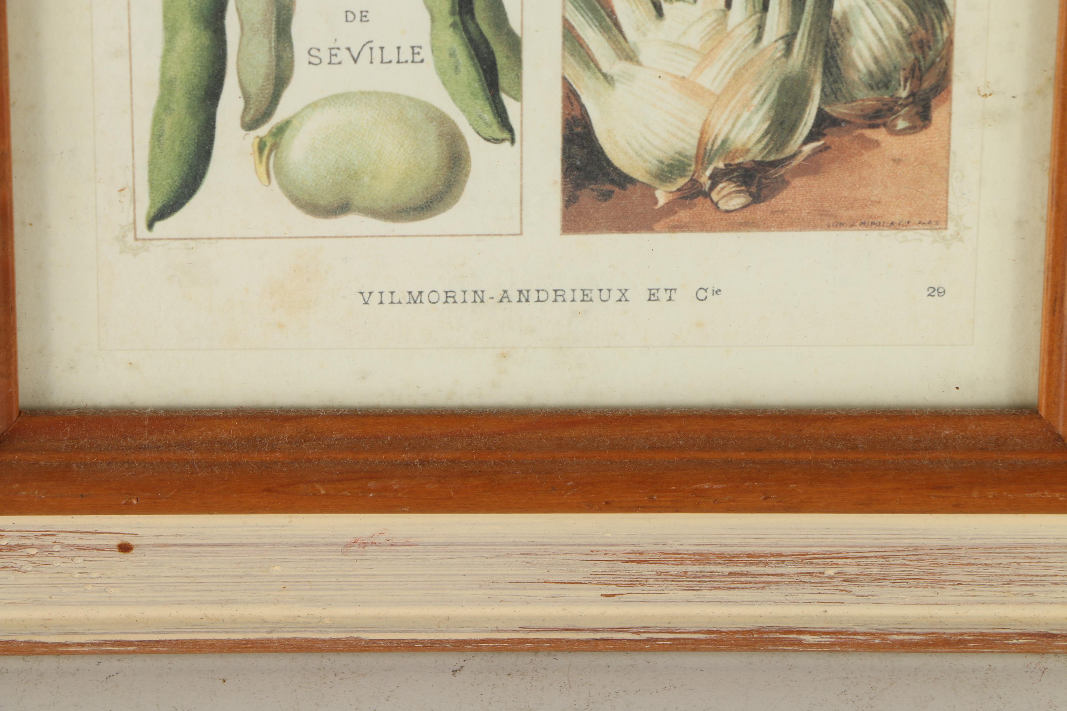 Offset Lithograph Prints on Paper of Vegetables