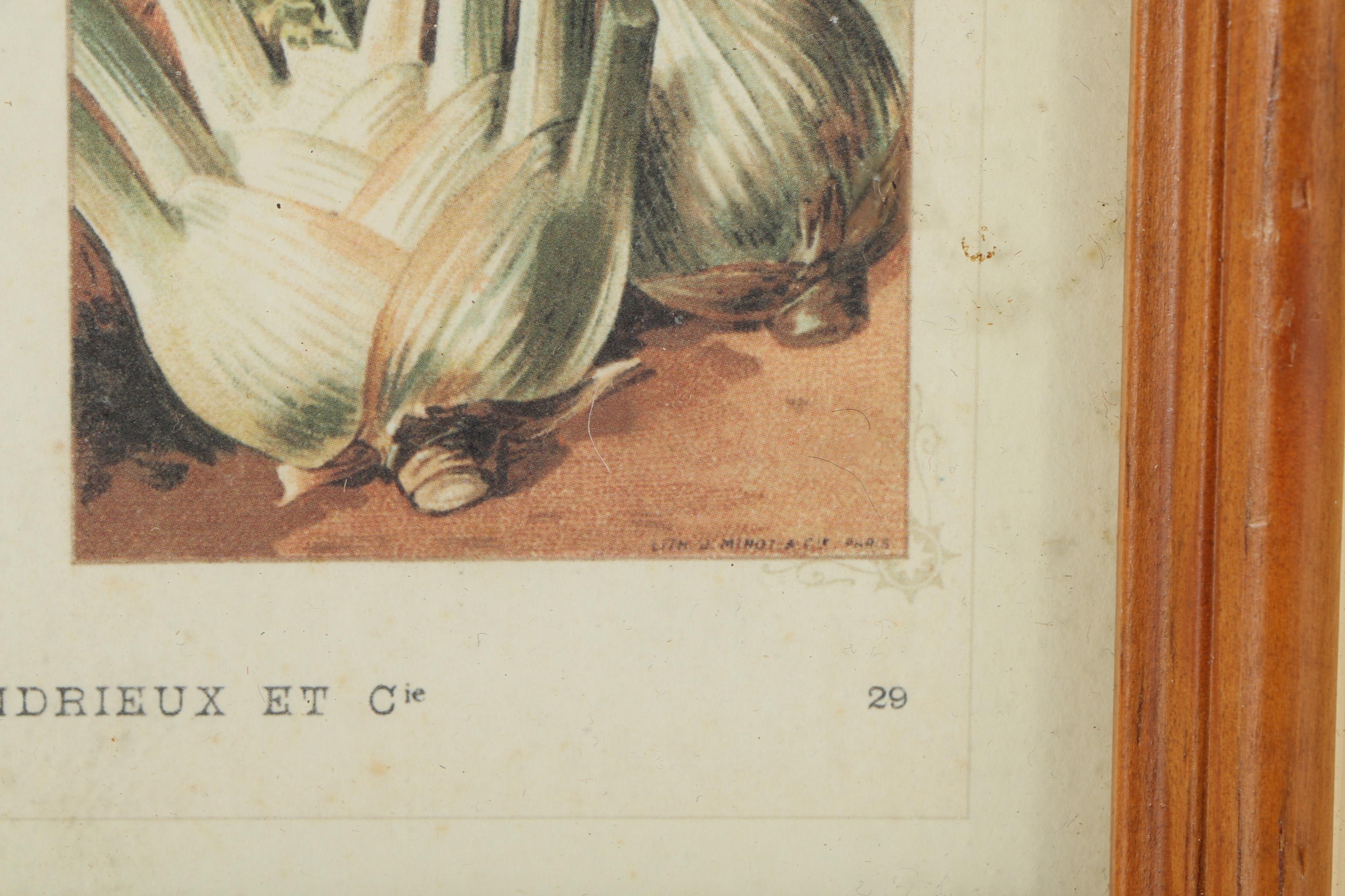 Offset Lithograph Prints on Paper of Vegetables