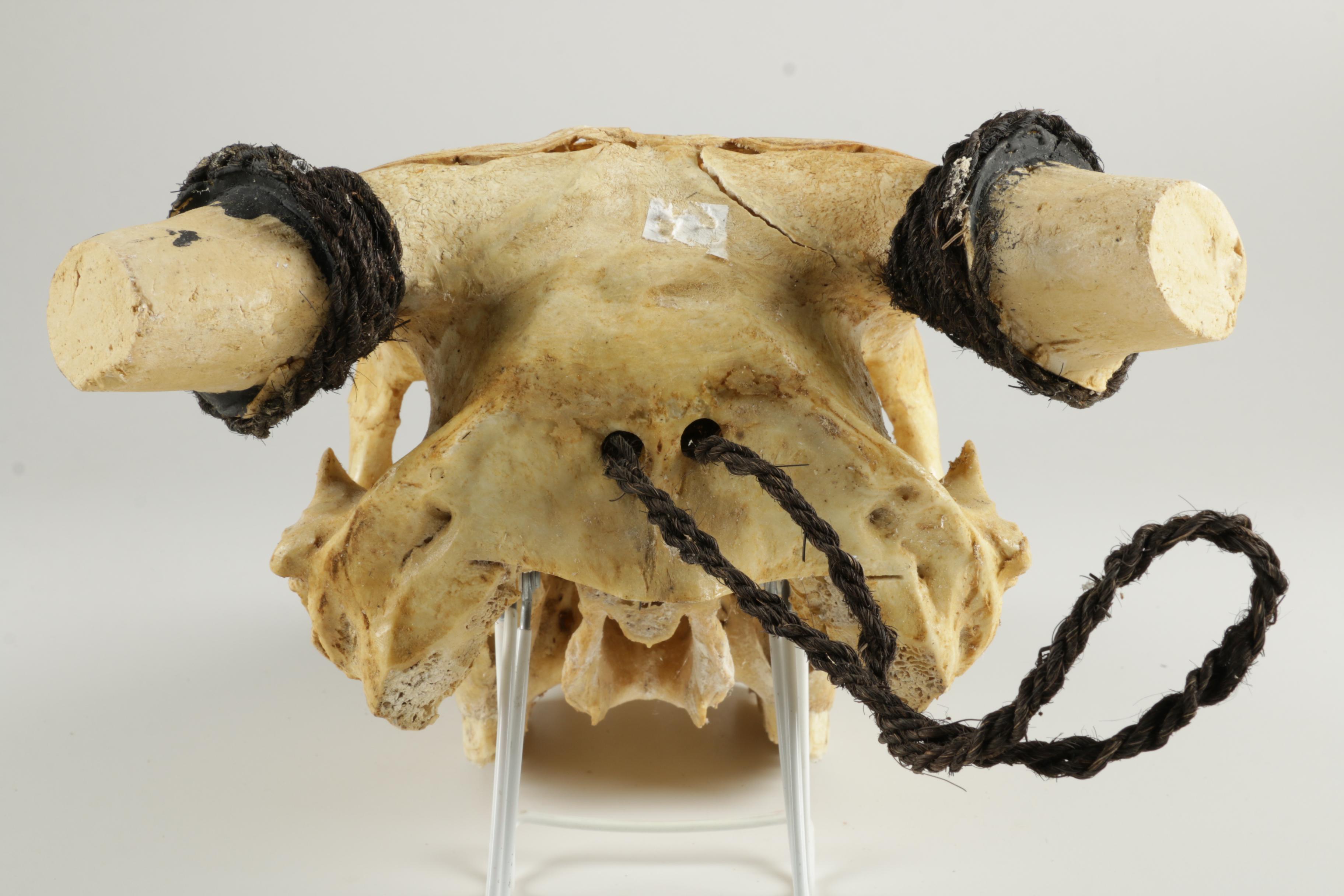 Ornately Carved Animal Skulls