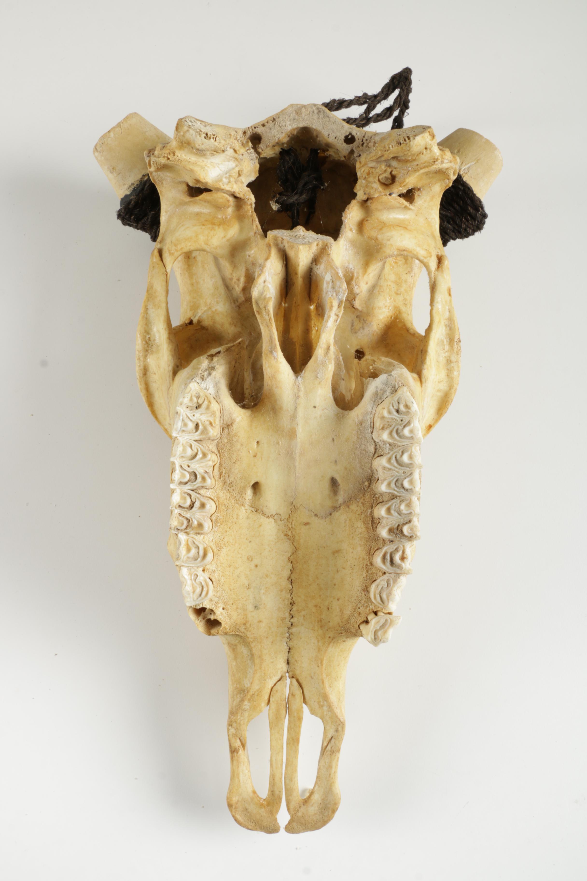 Ornately Carved Animal Skulls