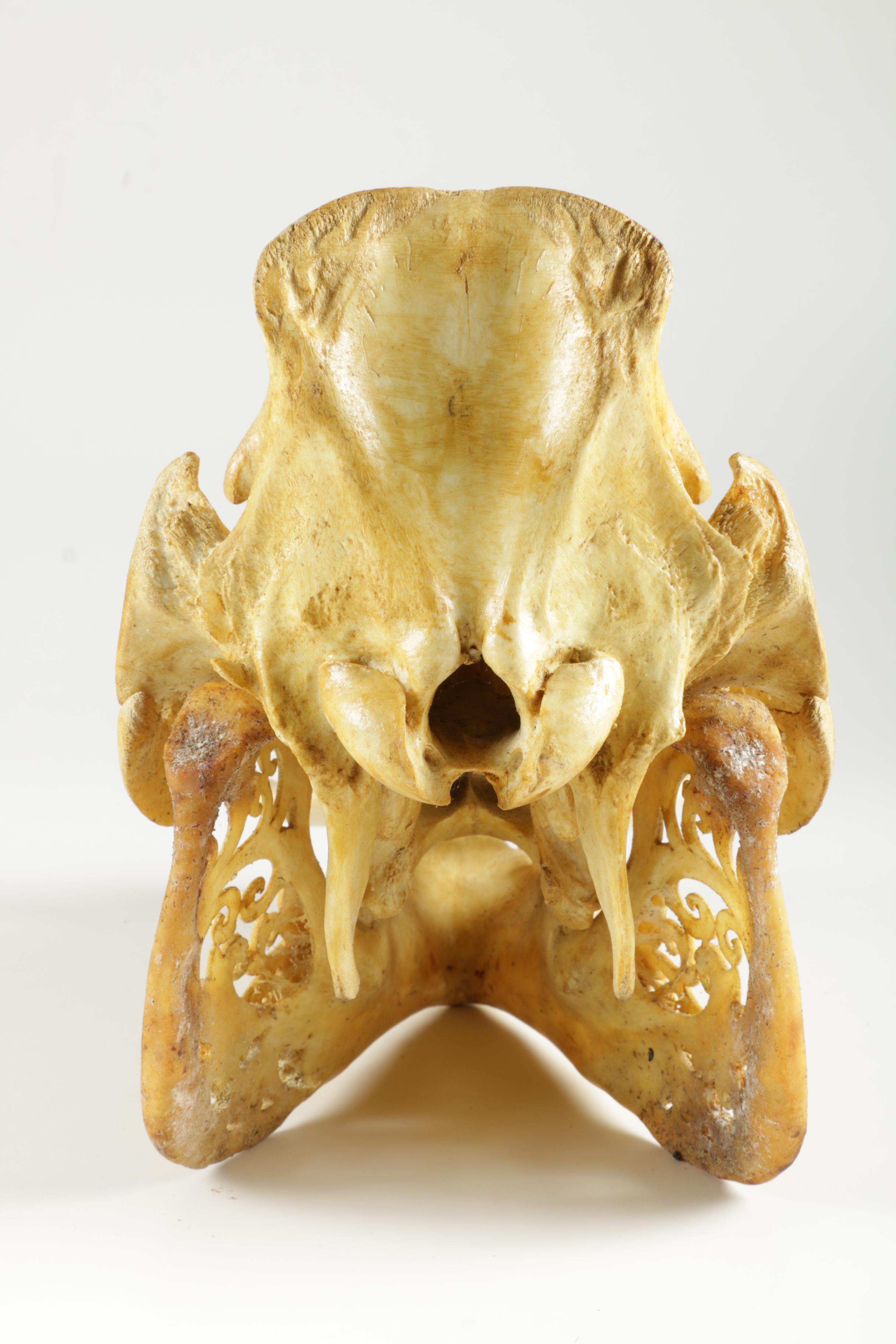 Ornately Carved Animal Skulls