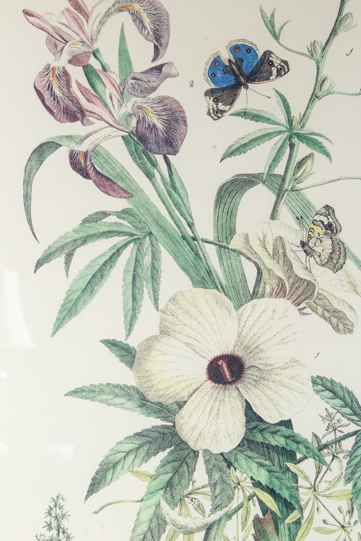 Pair of Lithographs on Paper of Botanical Prints