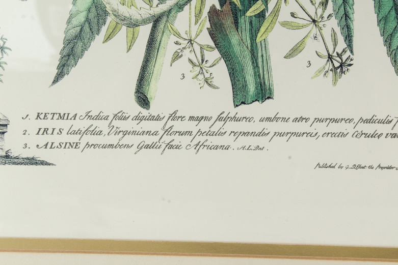 Pair of Lithographs on Paper of Botanical Prints