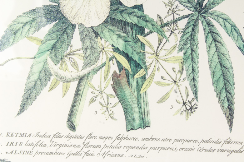 Pair of Lithographs on Paper of Botanical Prints