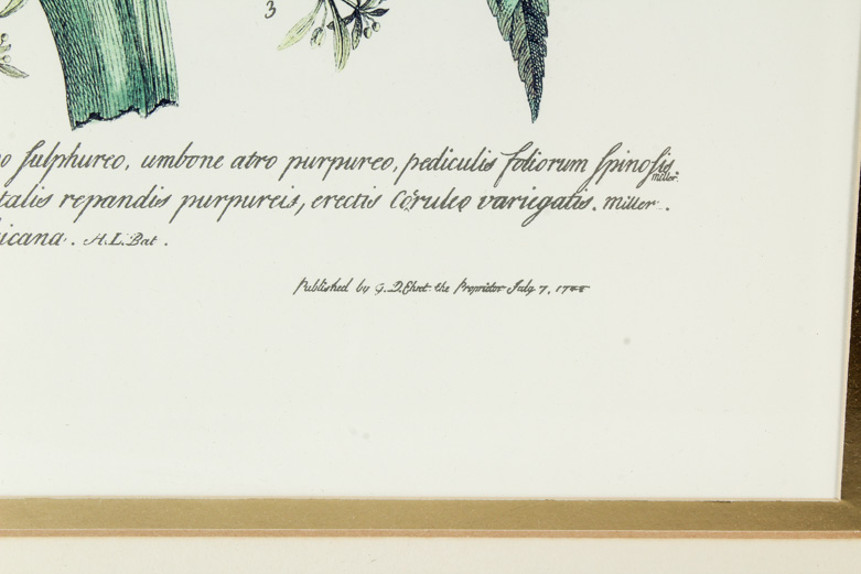 Pair of Lithographs on Paper of Botanical Prints