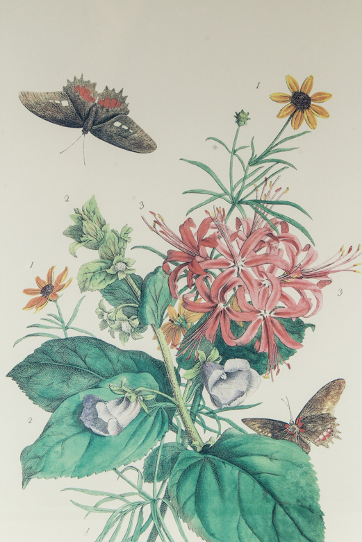Pair of Lithographs on Paper of Botanical Prints