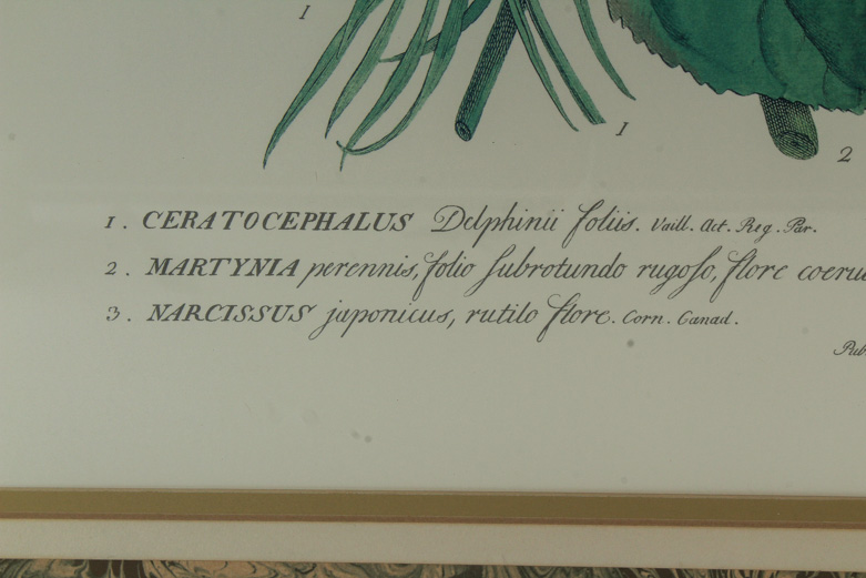 Pair of Lithographs on Paper of Botanical Prints