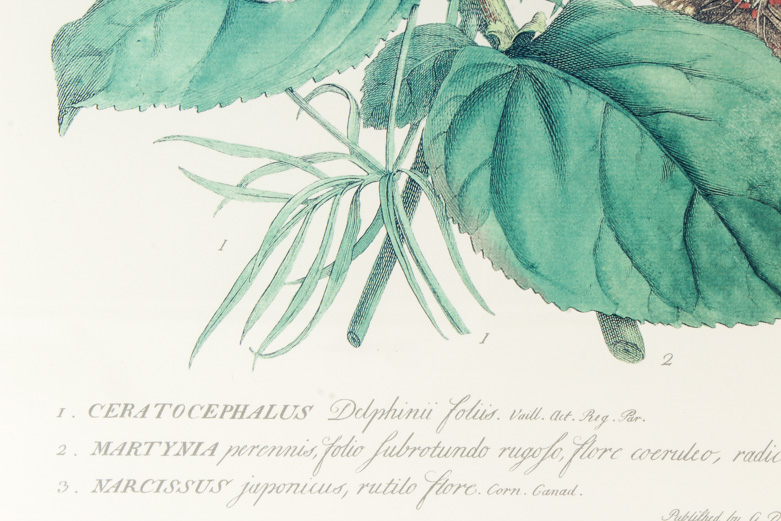 Pair of Lithographs on Paper of Botanical Prints