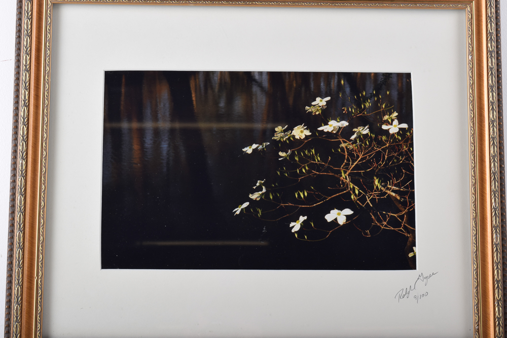Ralph Tyree Giclee "Dogwood in Darkness"