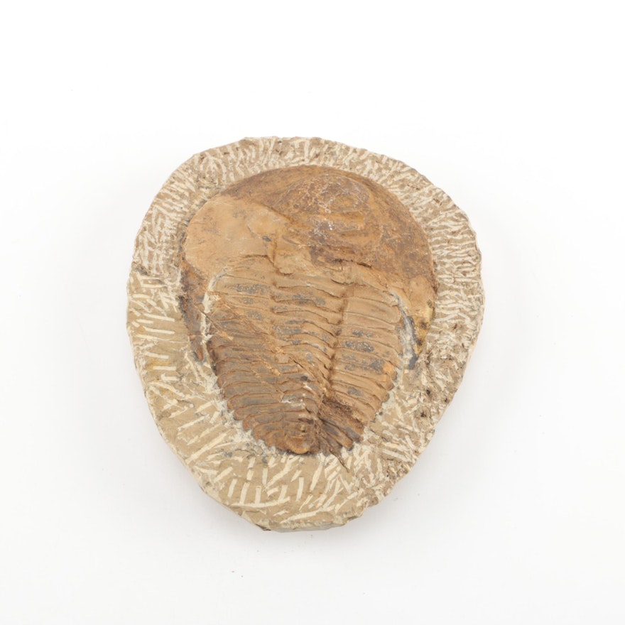 Composite Trilobite Fossil