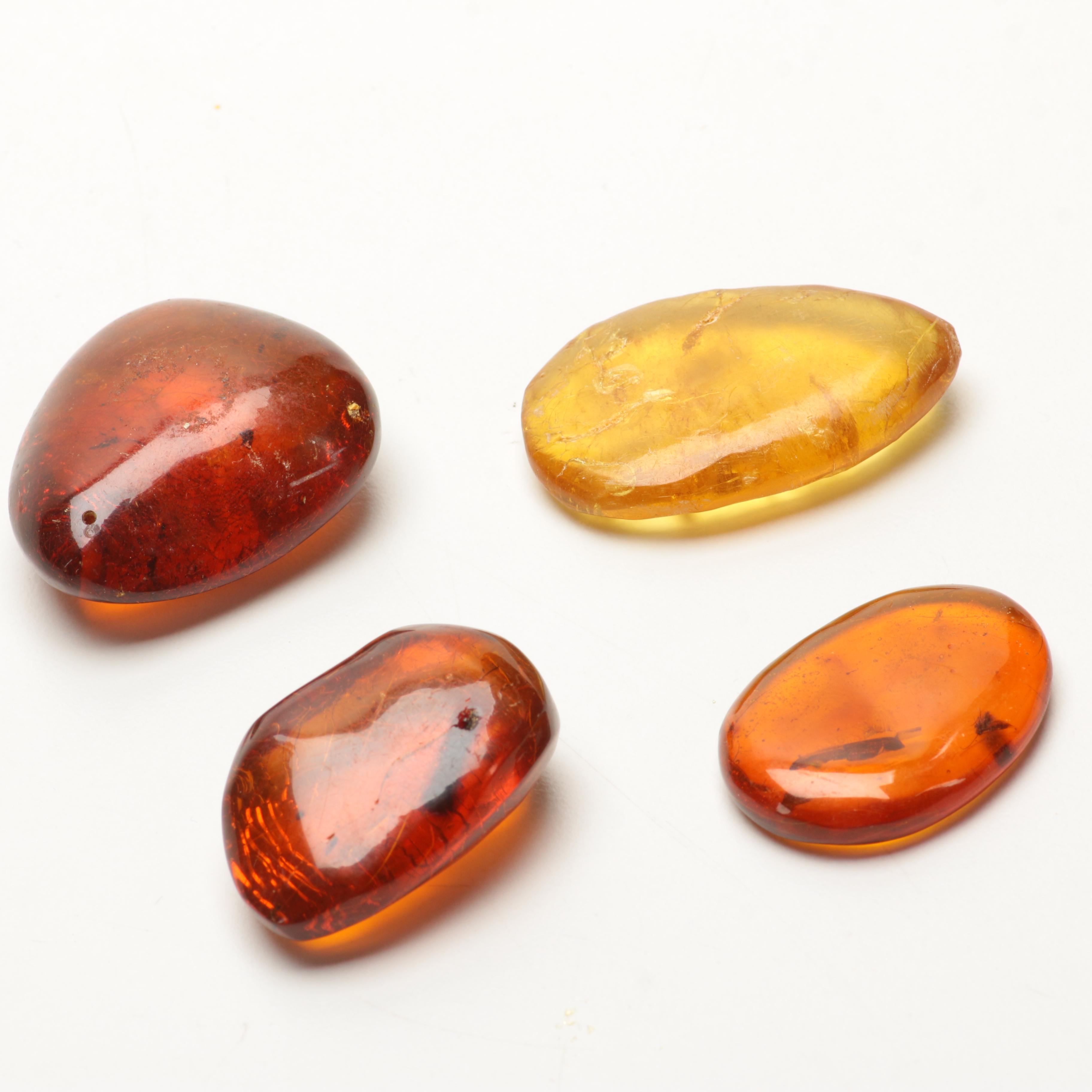 Amber Specimens