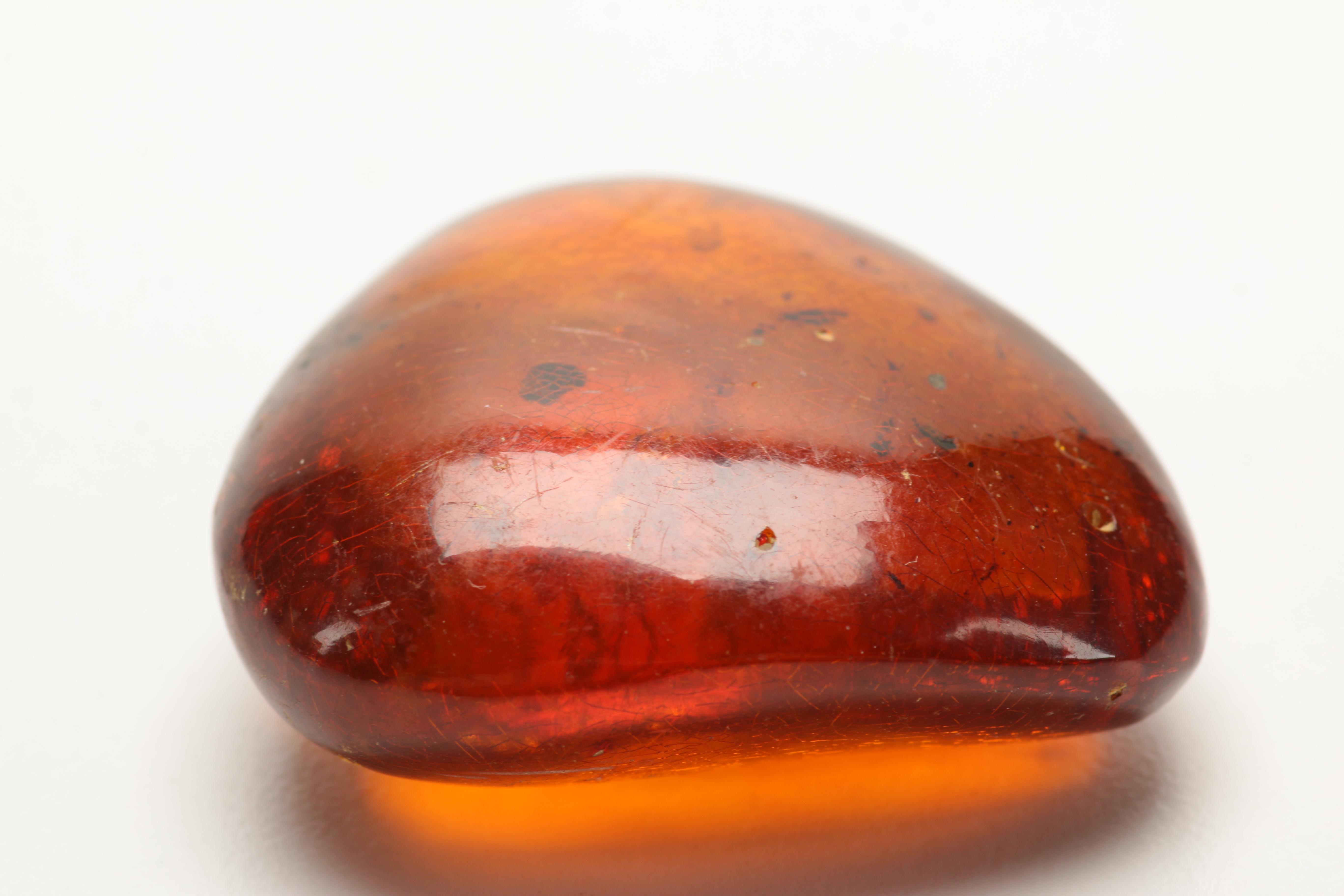 Amber Specimens
