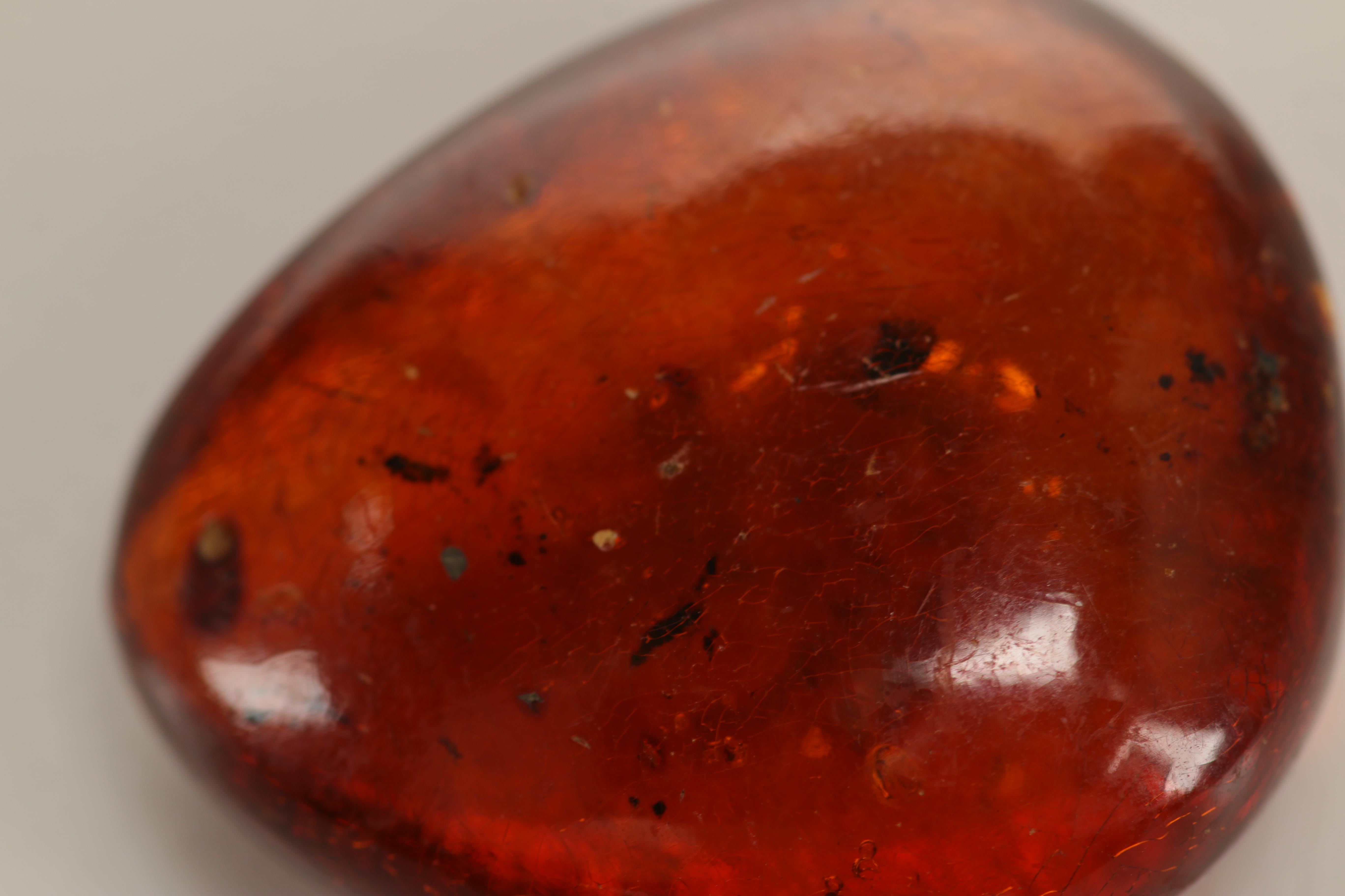Amber Specimens