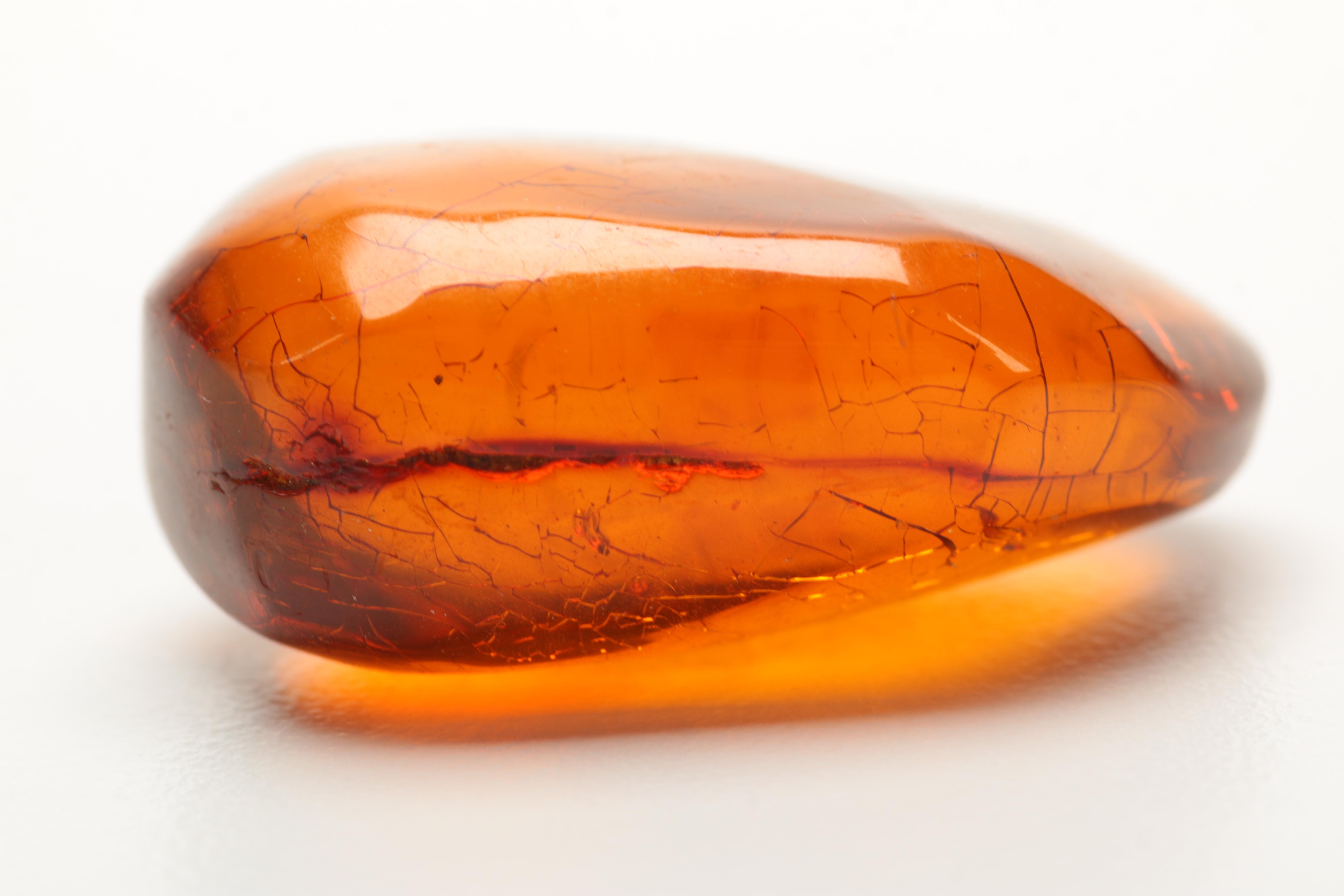 Amber Specimens