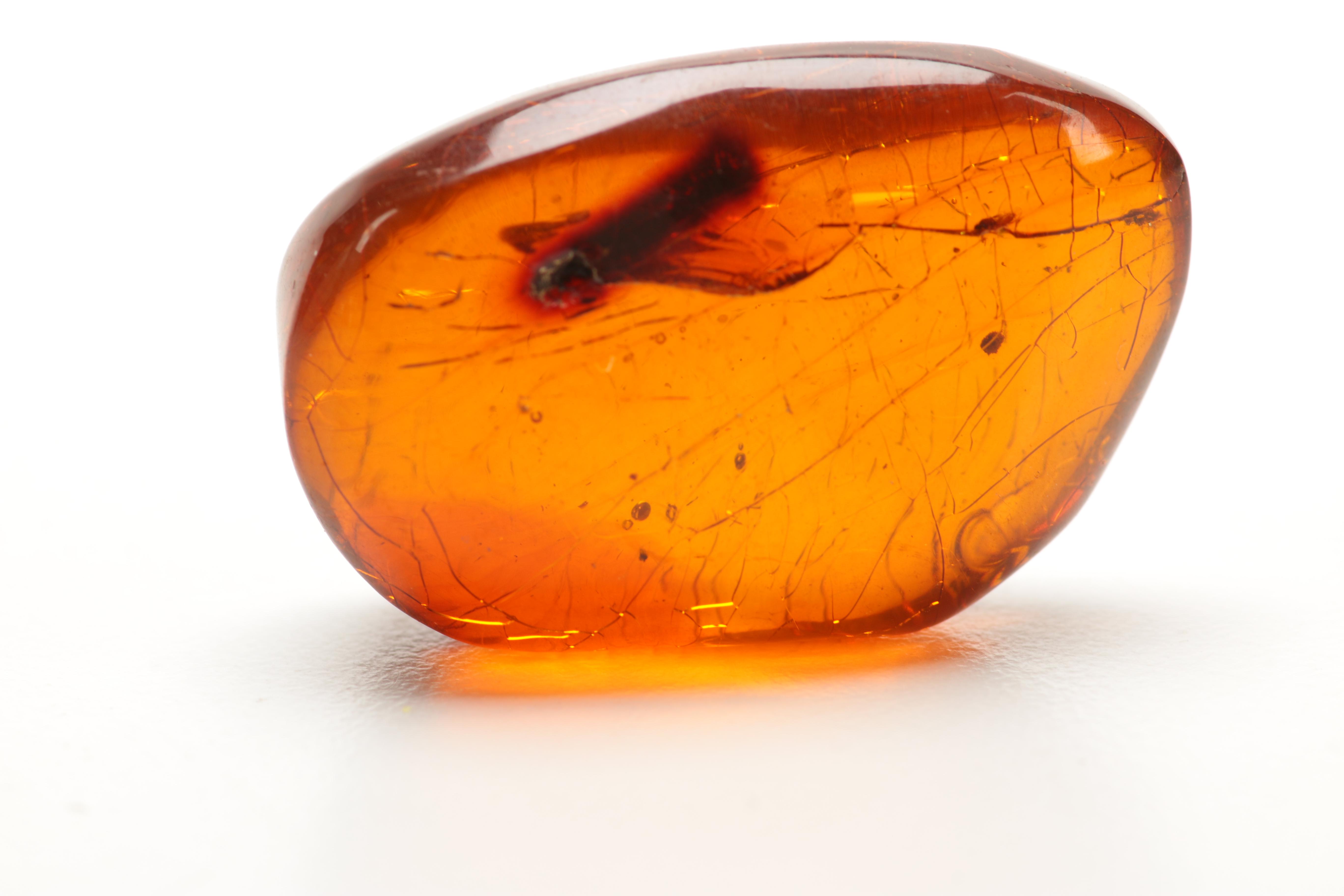 Amber Specimens