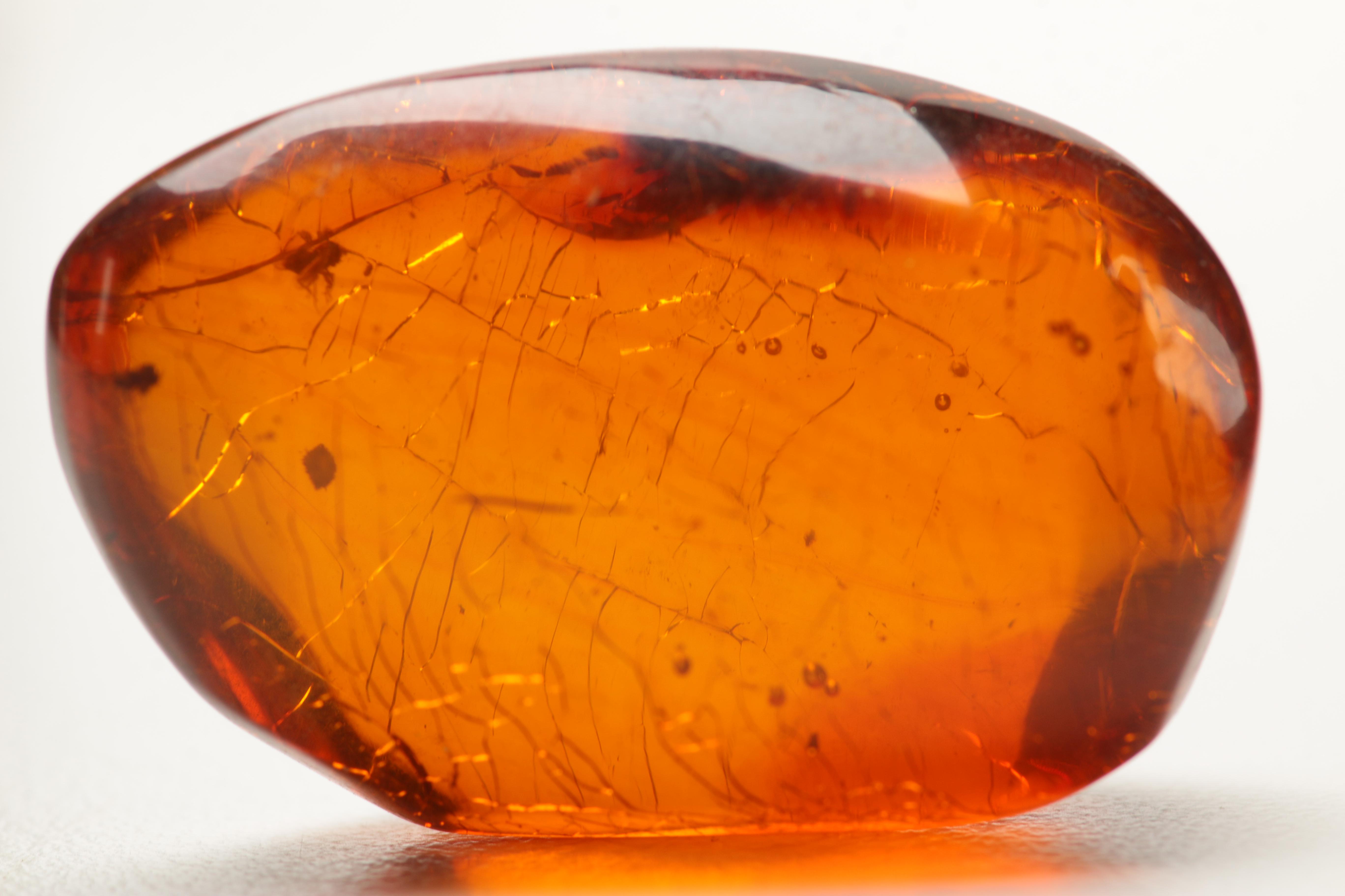 Amber Specimens