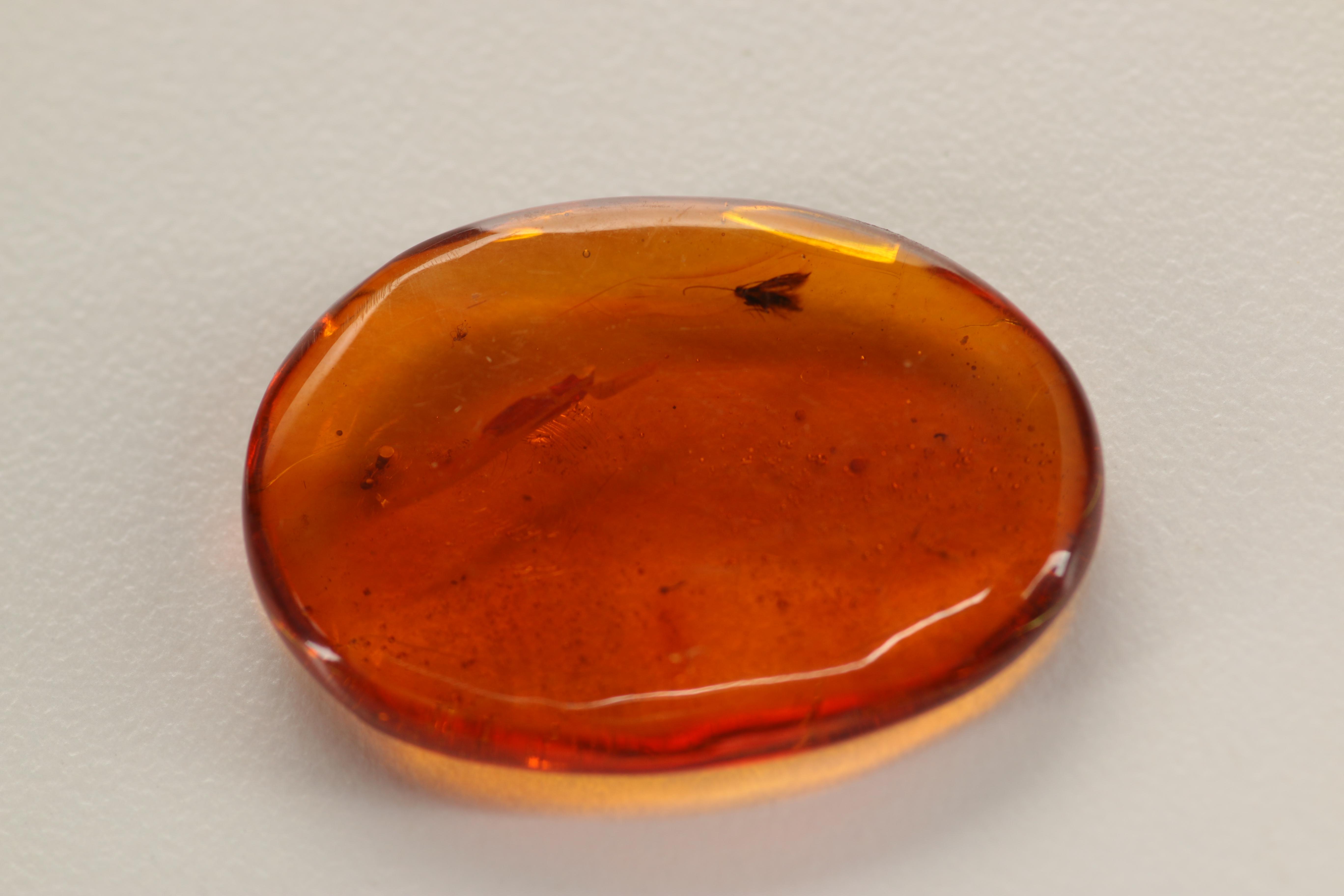 Amber Specimens