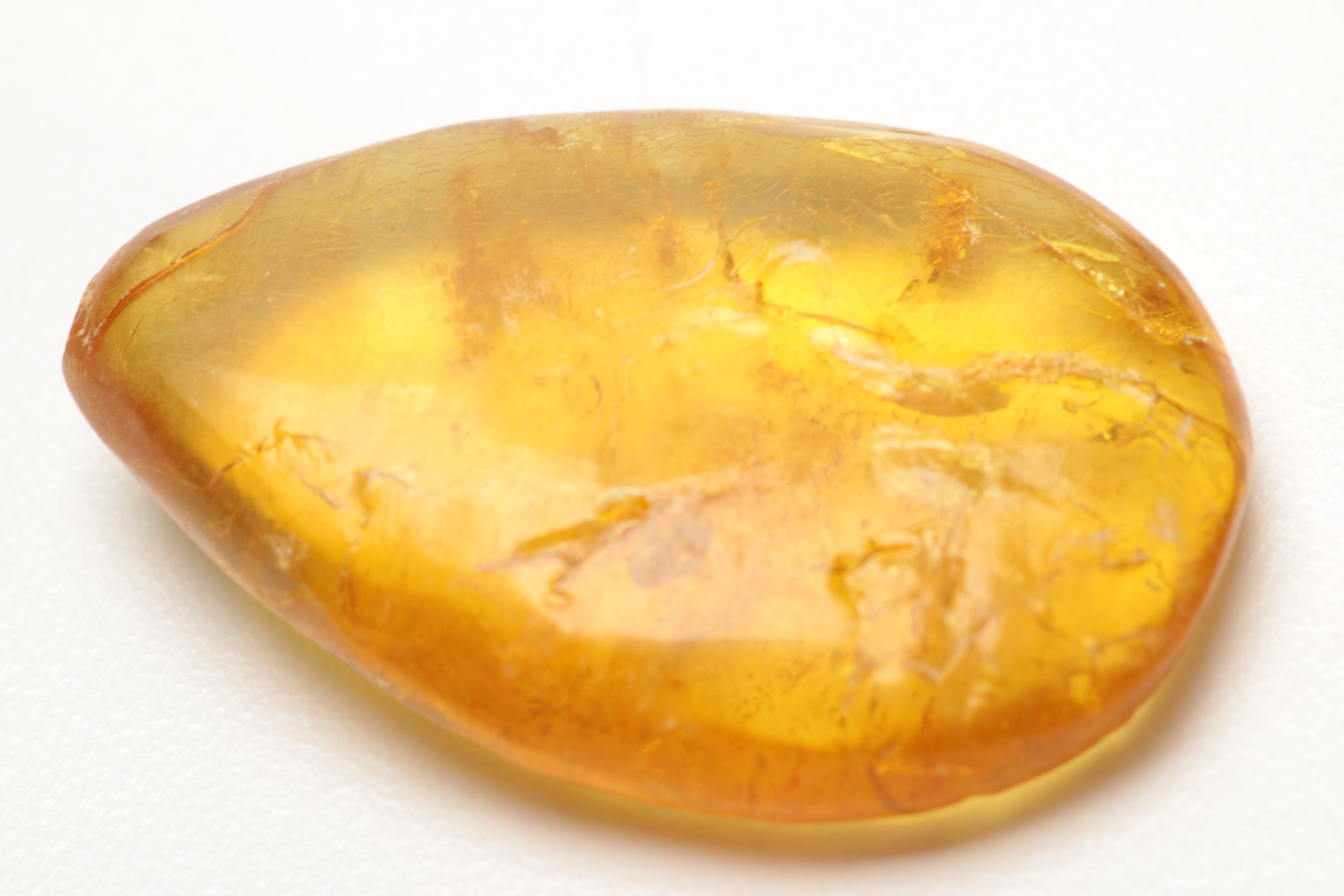 Amber Specimens