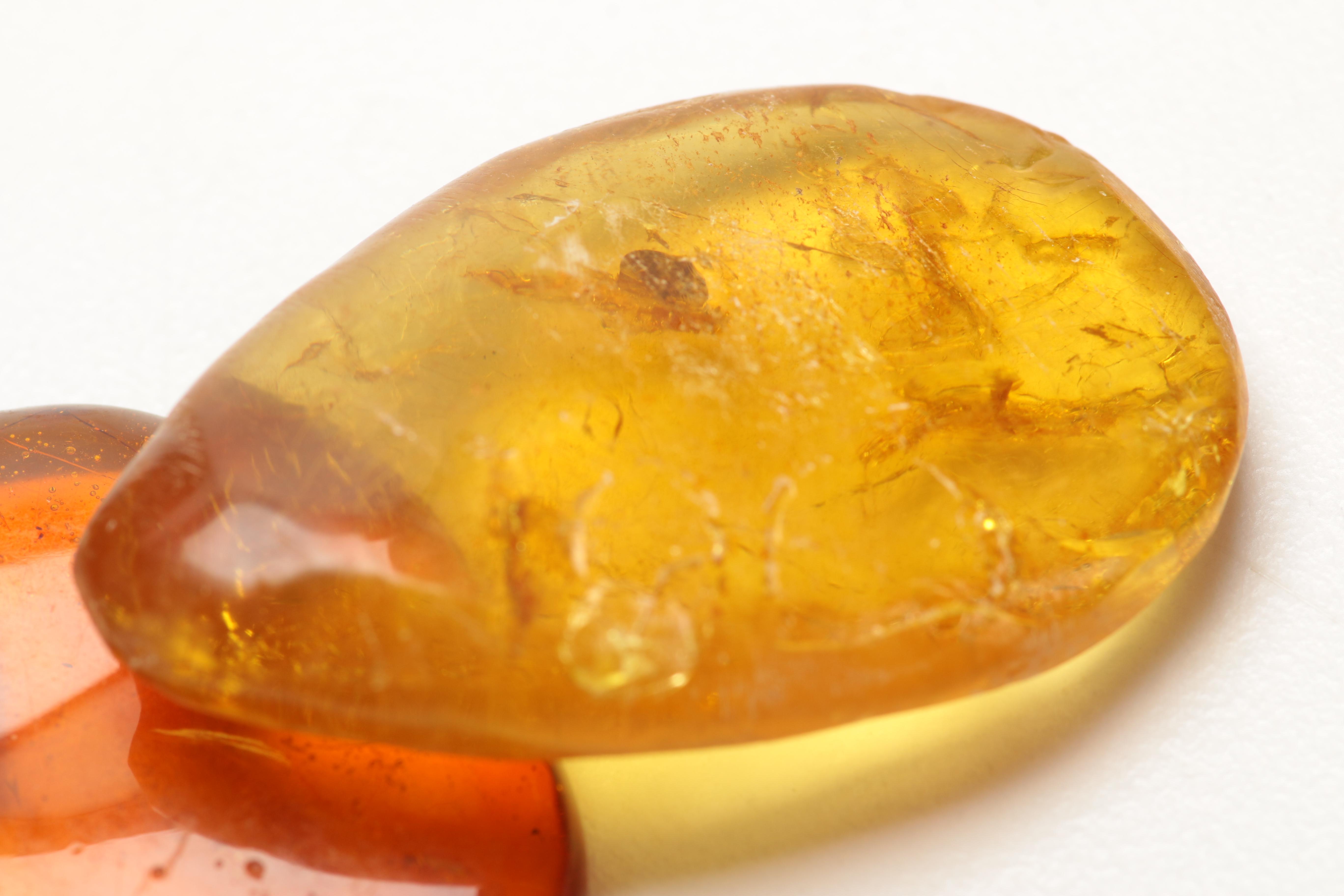 Amber Specimens