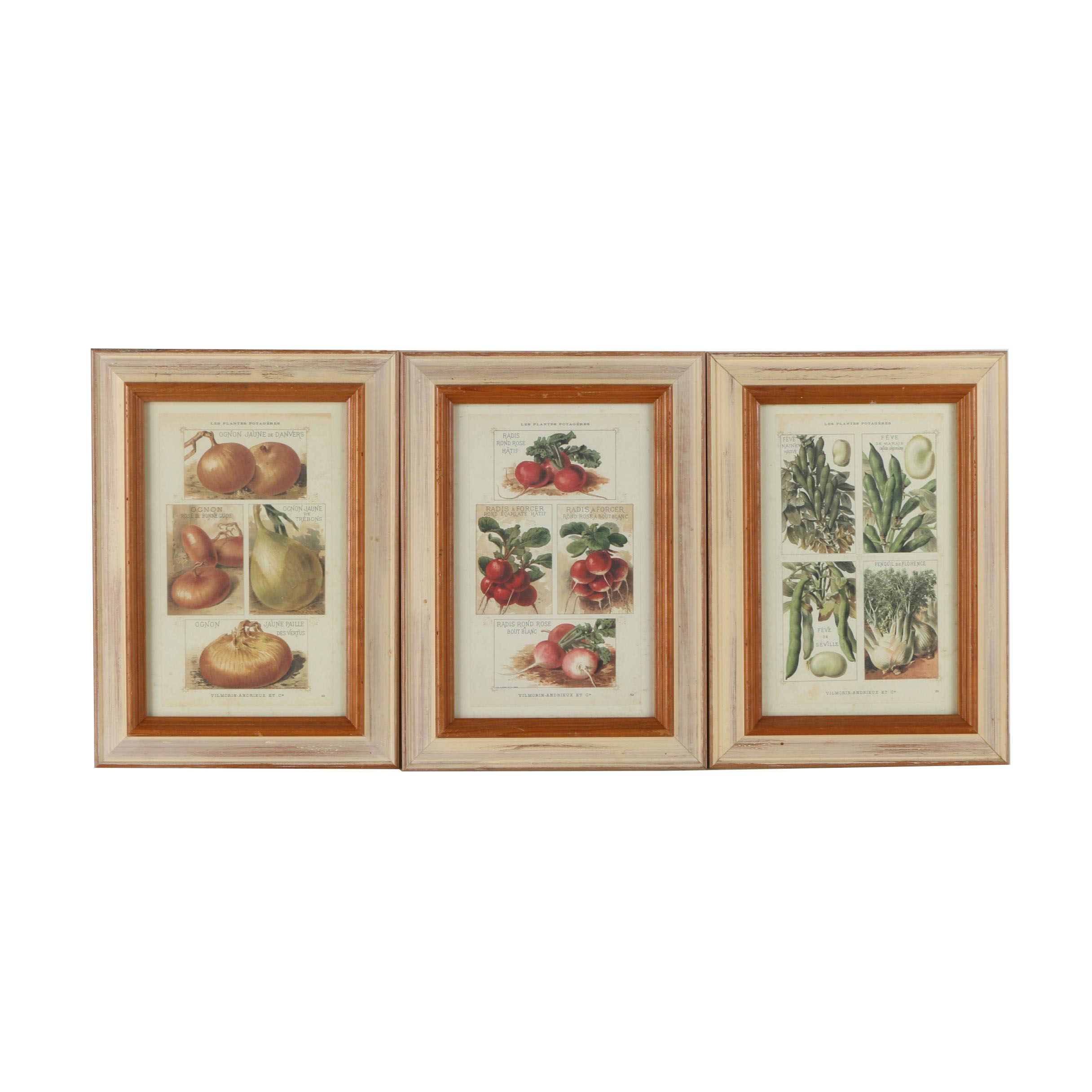 Offset Lithograph Prints on Paper of Vegetables