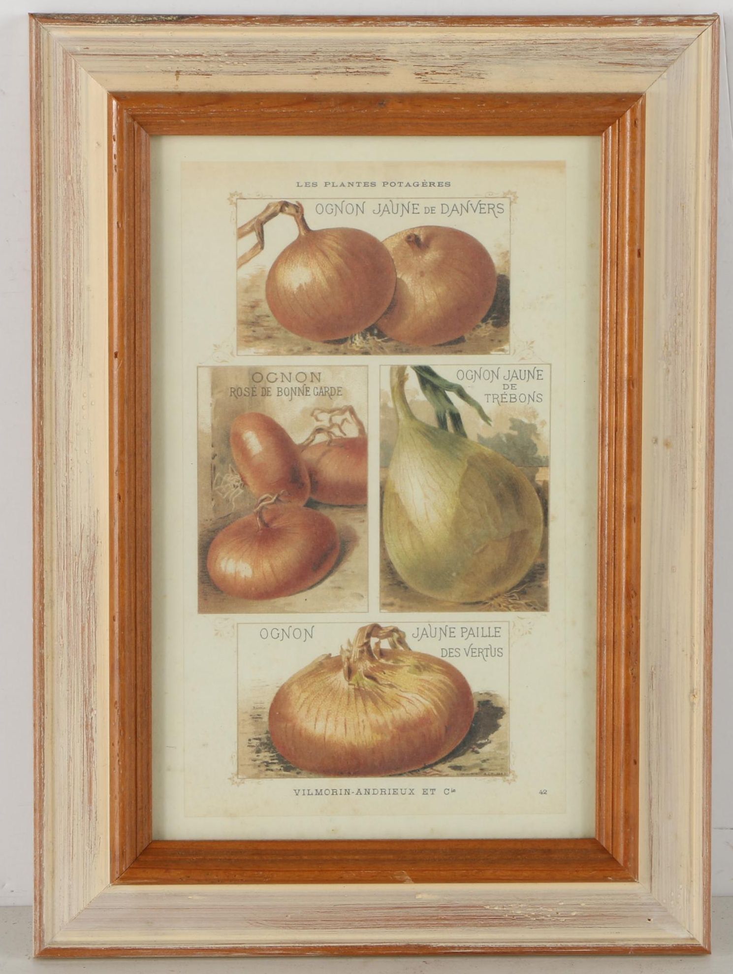 Offset Lithograph Prints on Paper of Vegetables