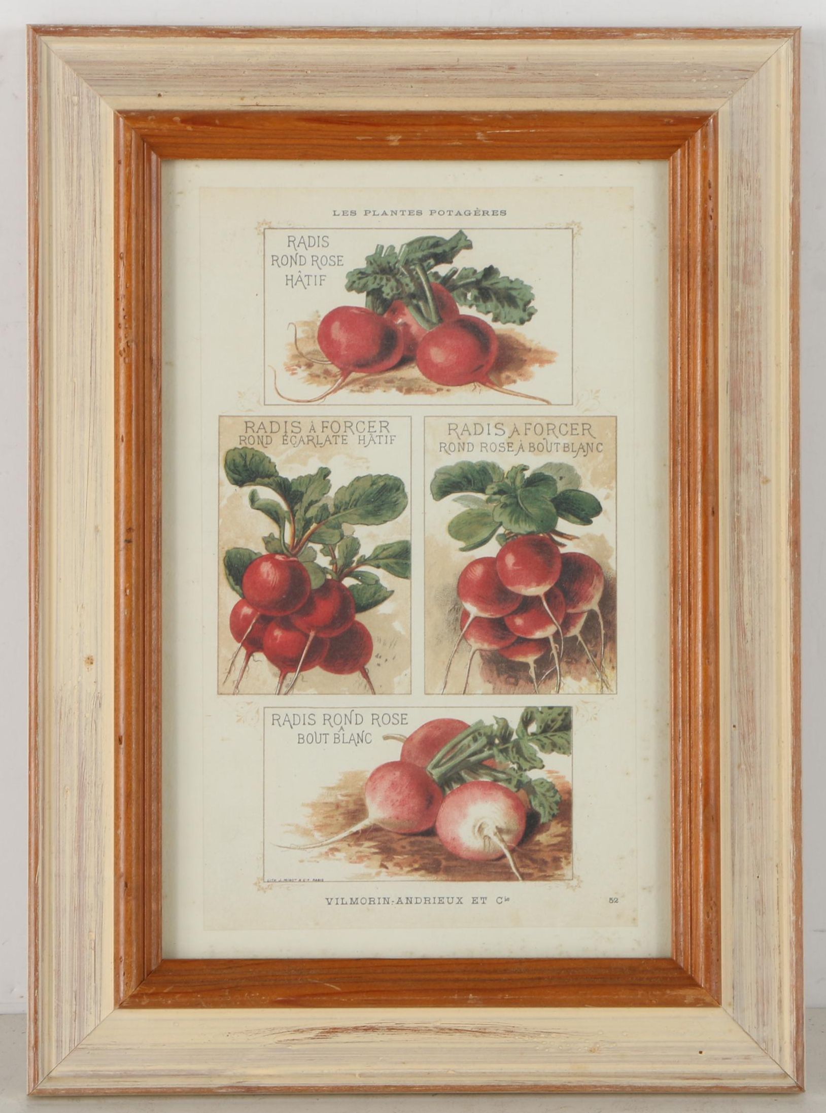 Offset Lithograph Prints on Paper of Vegetables