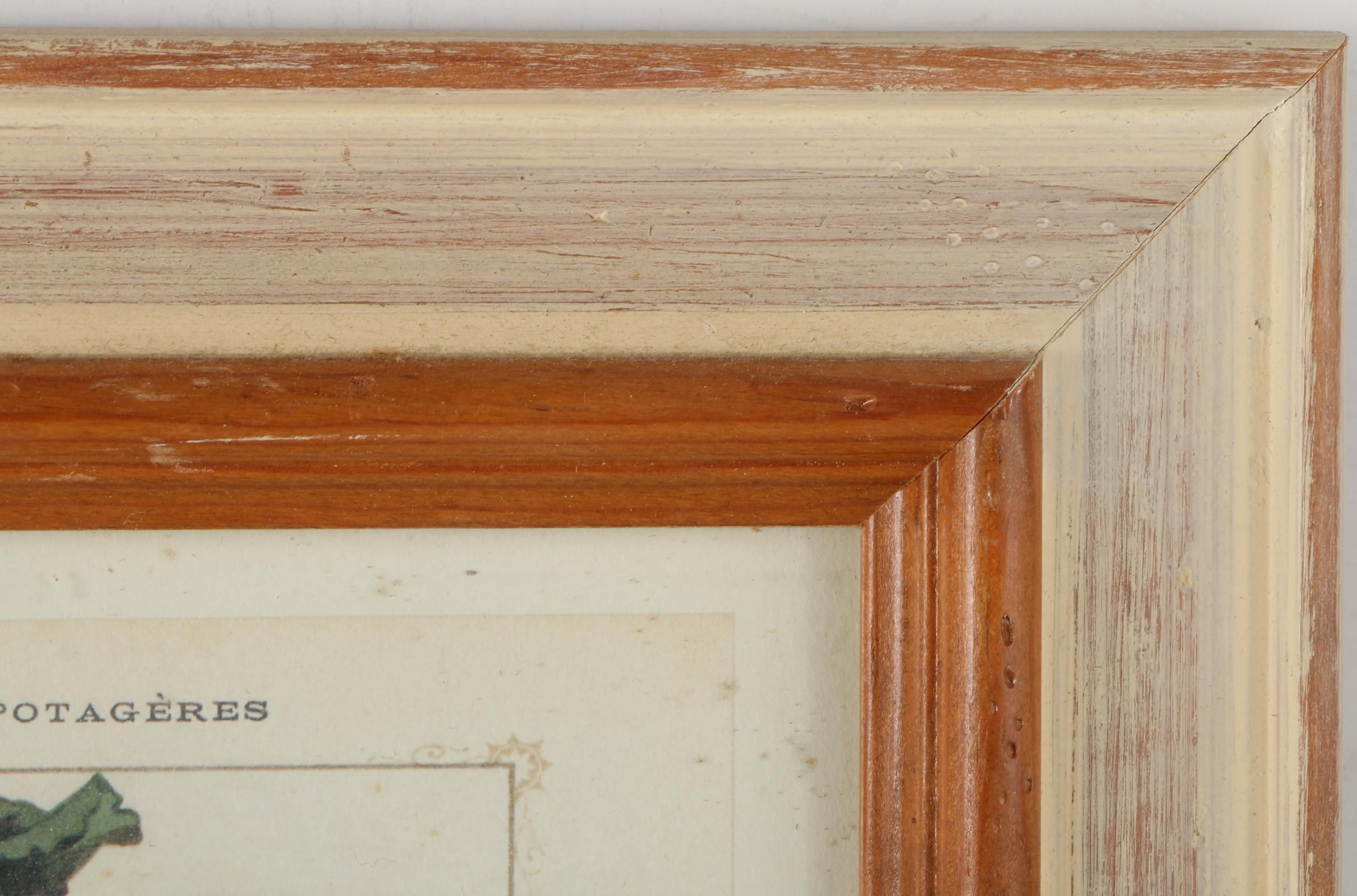 Offset Lithograph Prints on Paper of Vegetables