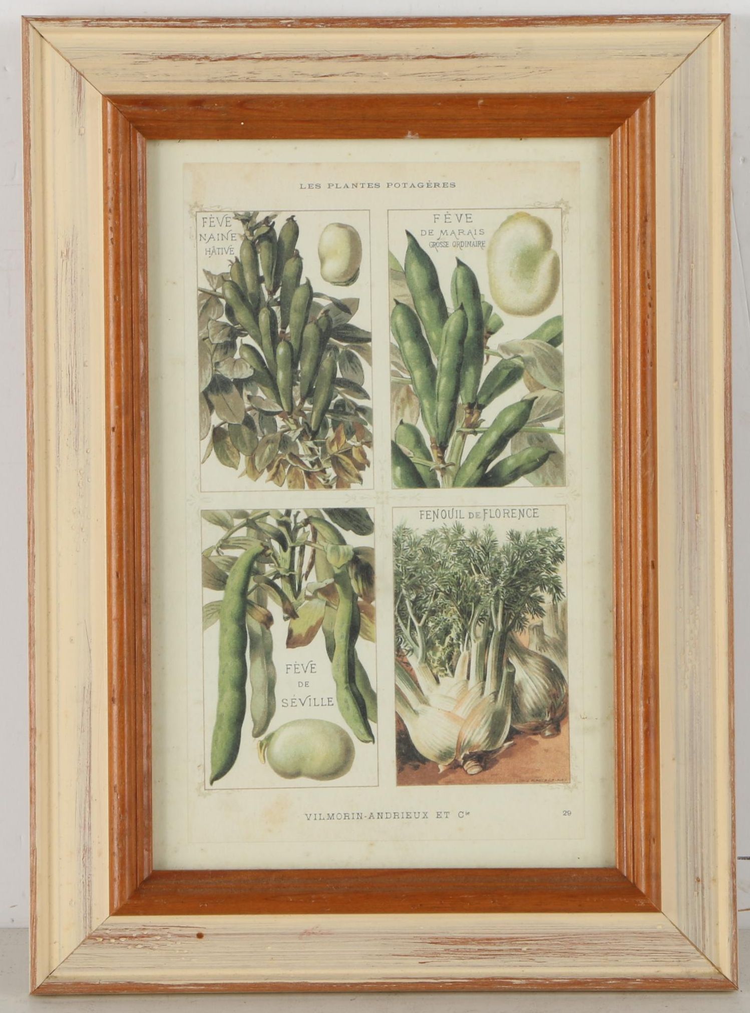Offset Lithograph Prints on Paper of Vegetables