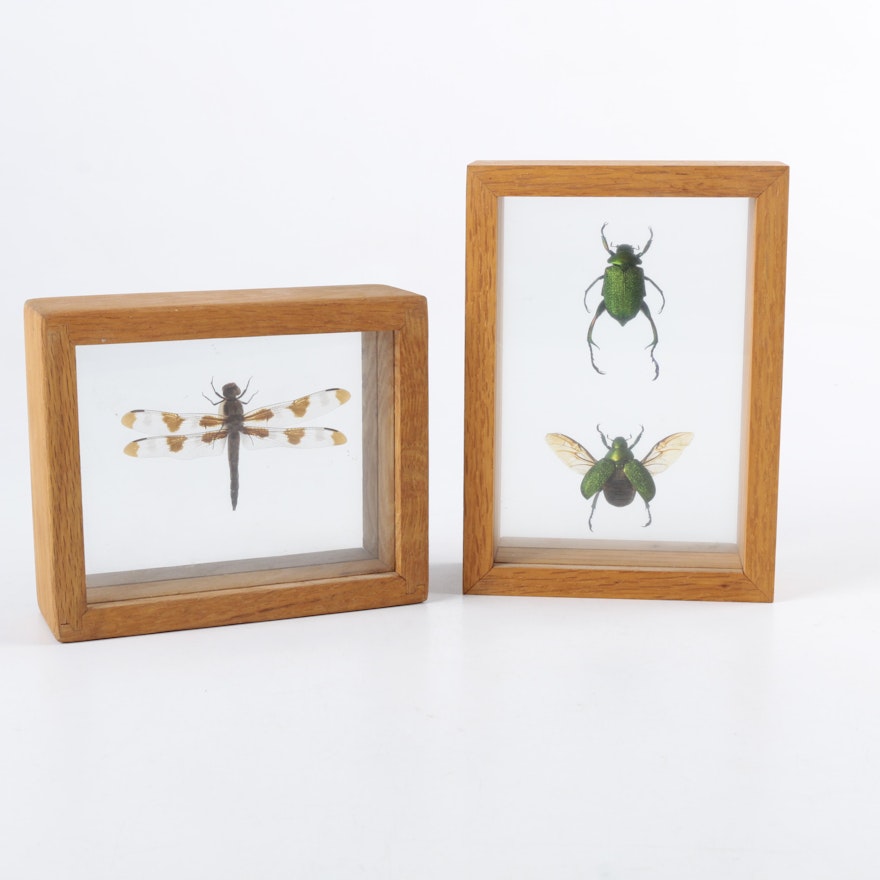 Framed Beetles and Dragonflies