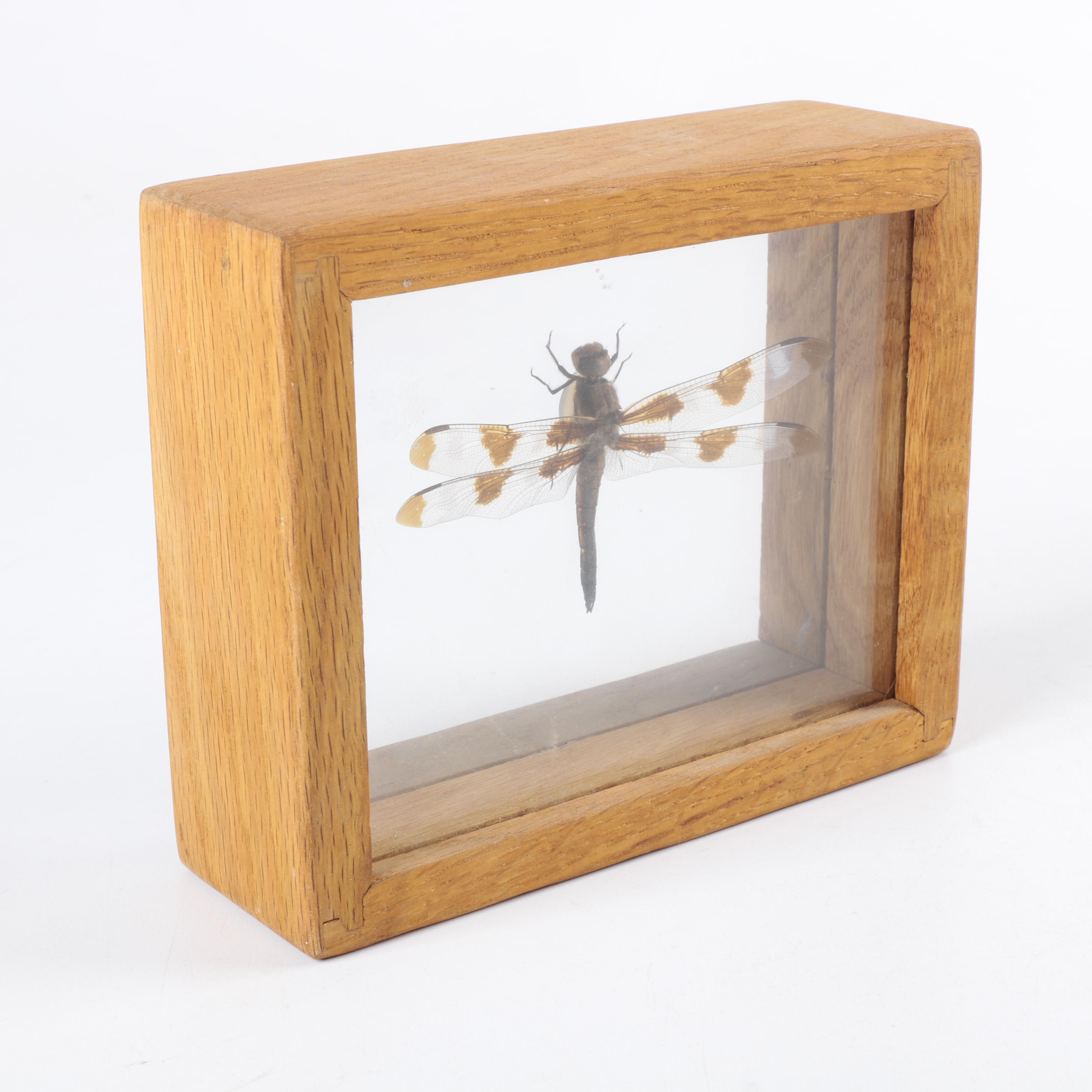 Framed Beetles and Dragonflies