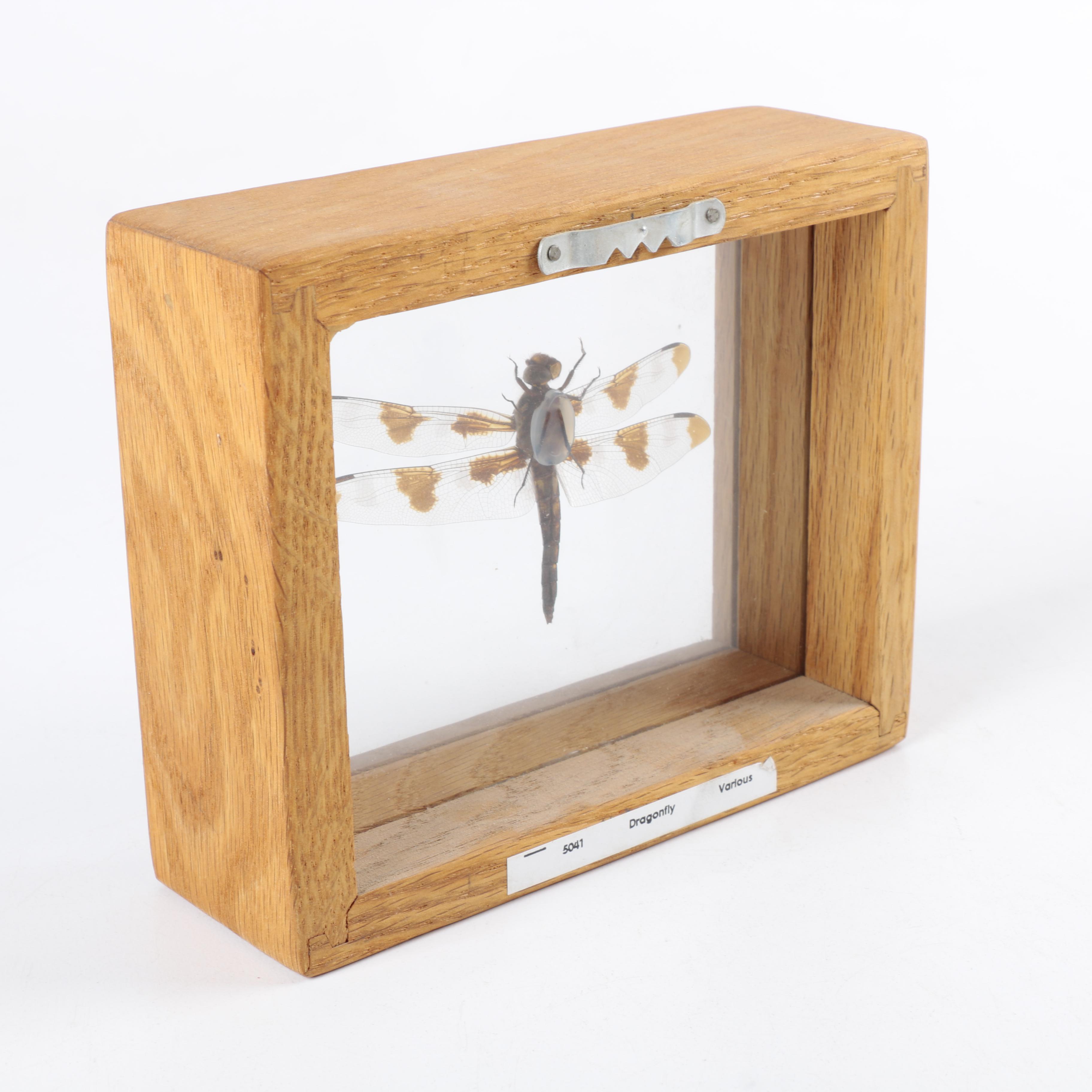 Framed Beetles and Dragonflies