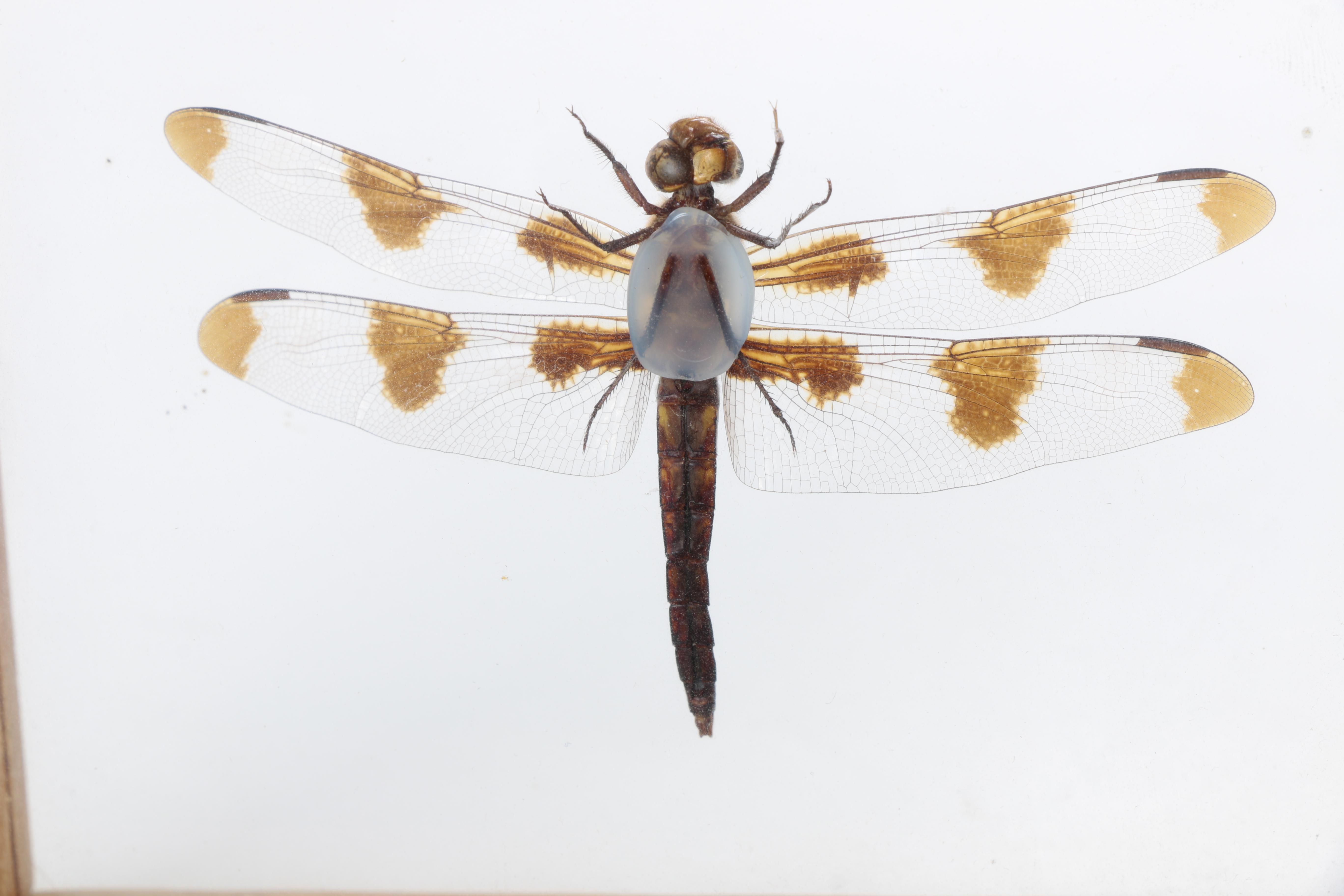 Framed Beetles and Dragonflies
