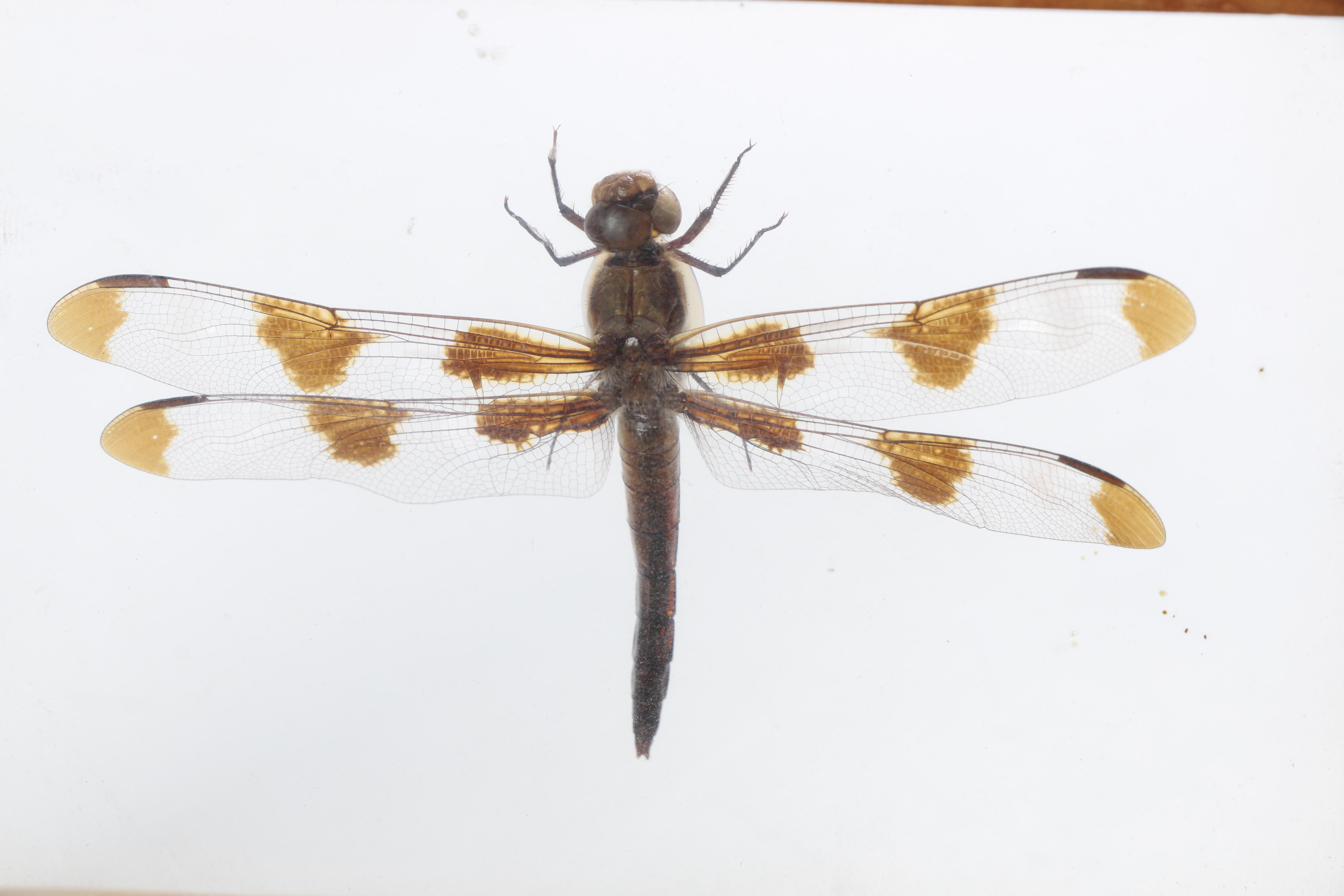 Framed Beetles and Dragonflies
