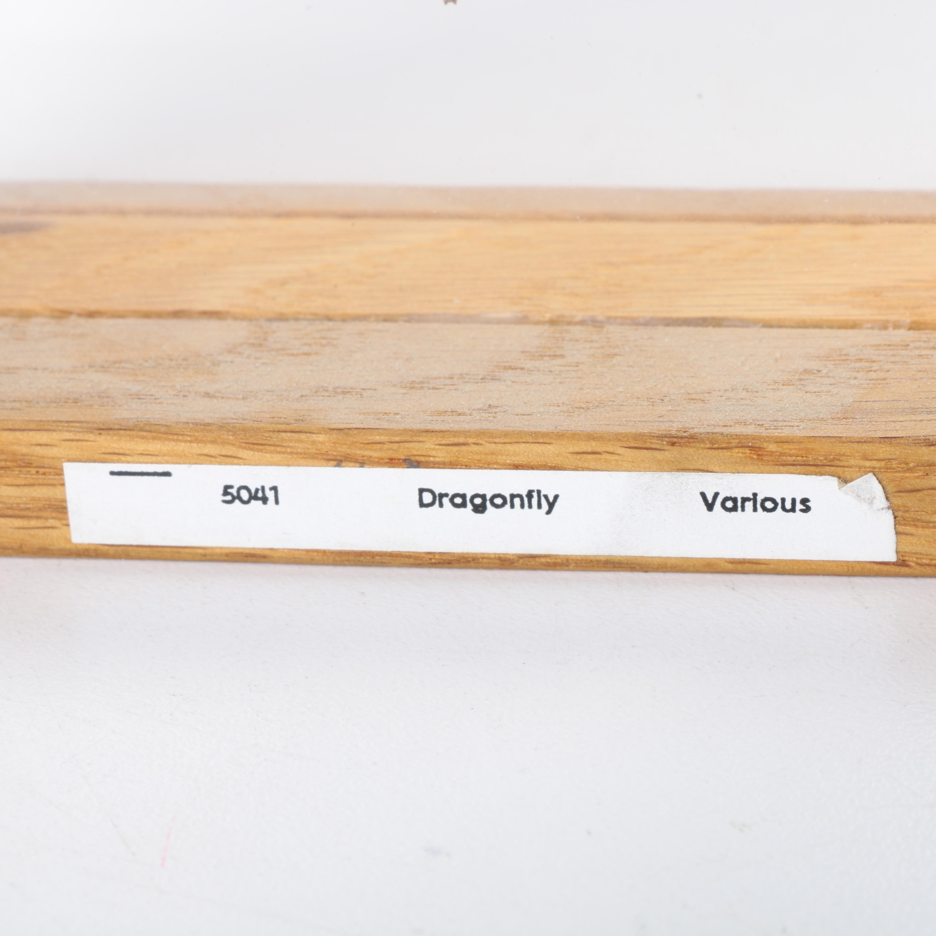 Framed Beetles and Dragonflies