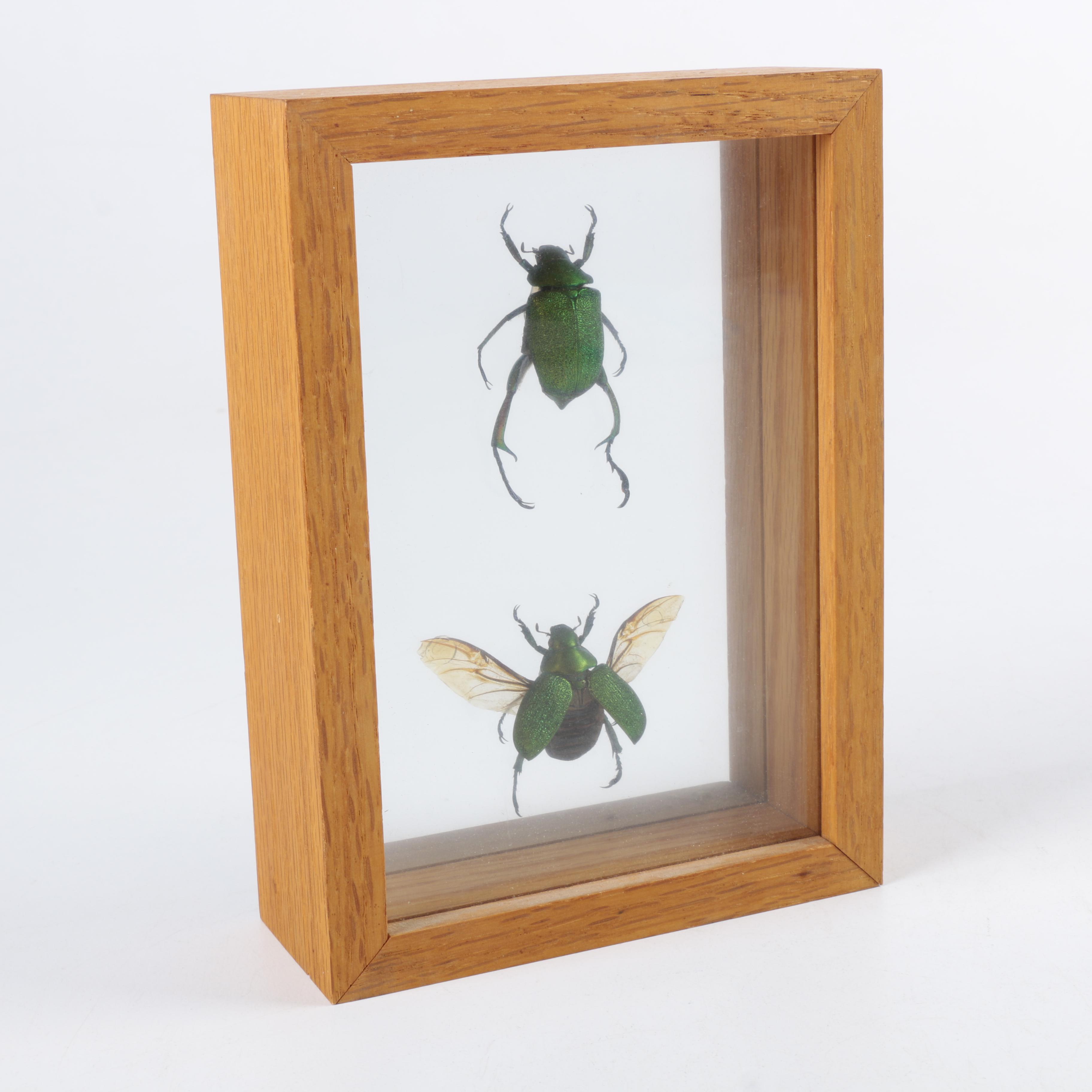 Framed Beetles and Dragonflies