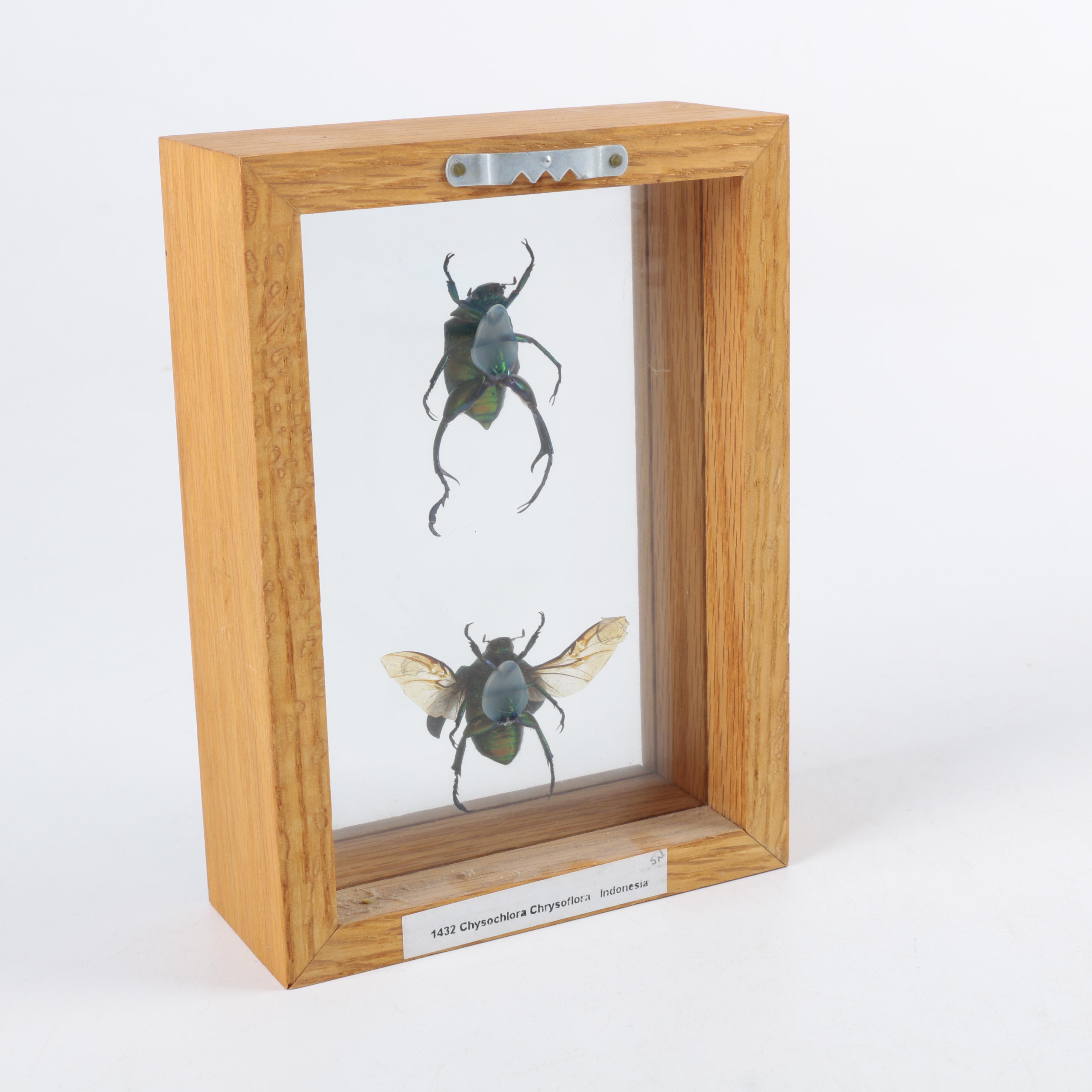 Framed Beetles and Dragonflies