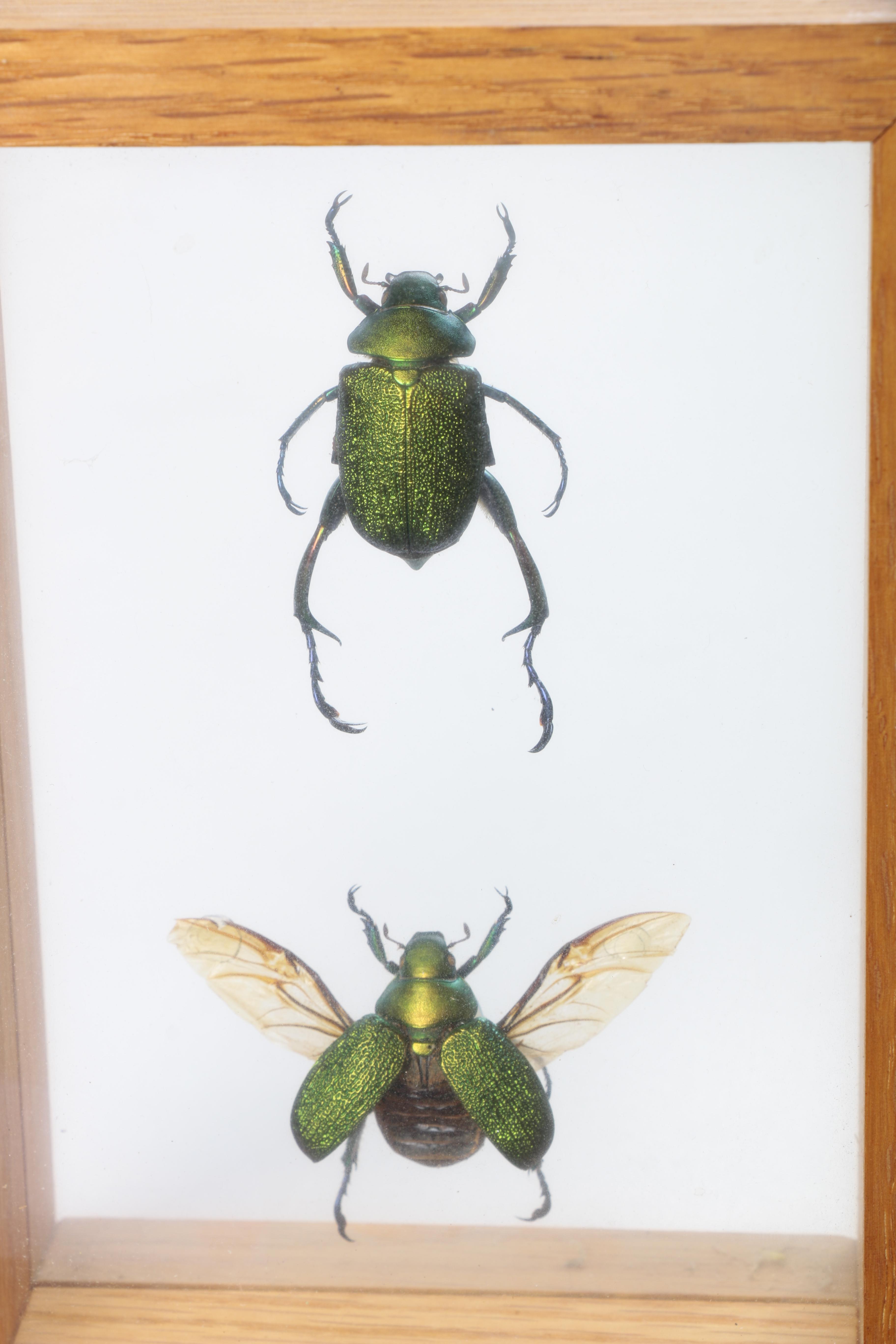 Framed Beetles and Dragonflies