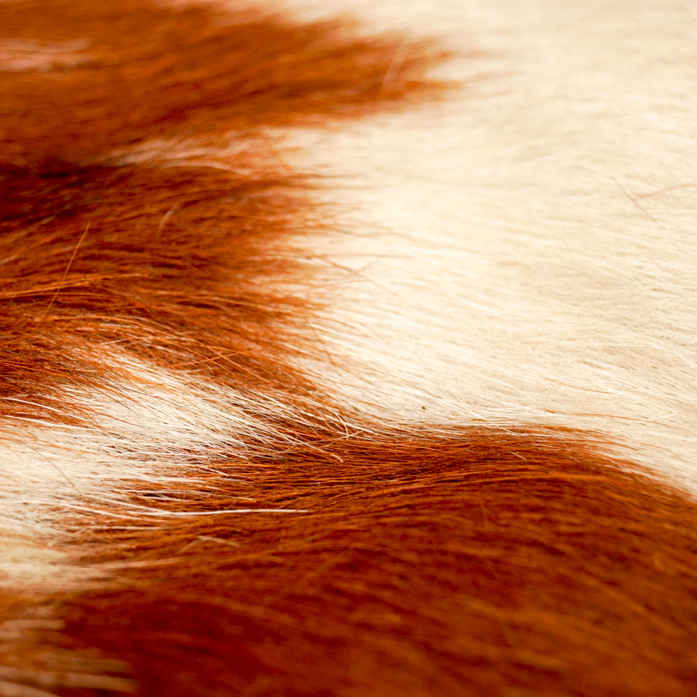 Cowhide Bodega Area Rug