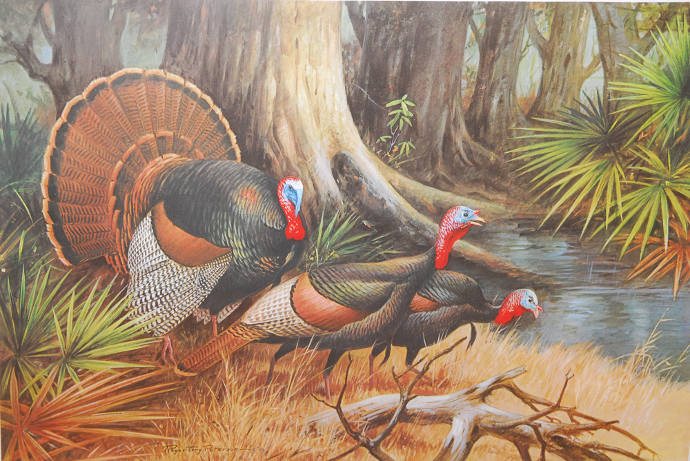 Roger Tory Peterson Signed Limited Edition Offset Lithograph of Turkeys
