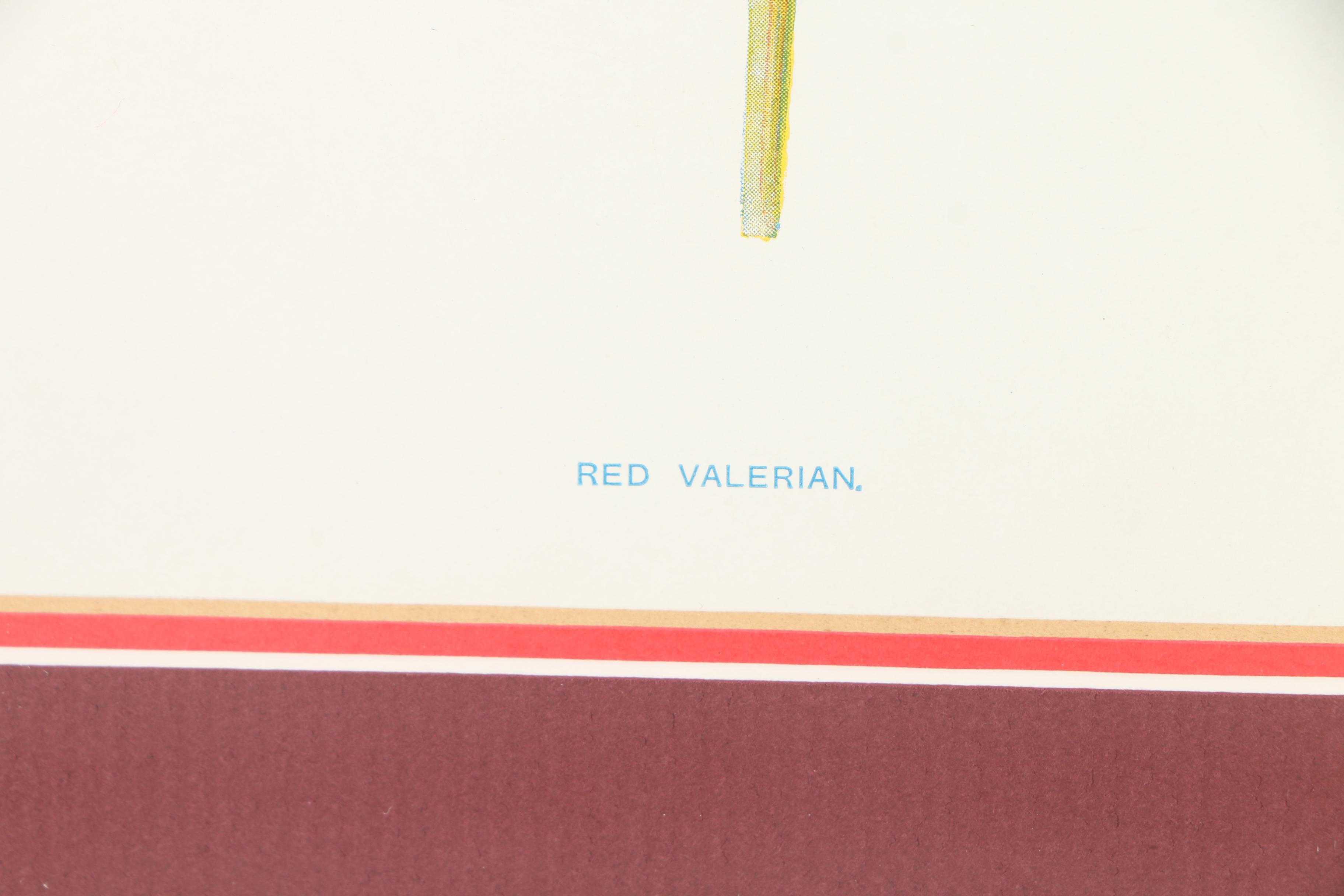 F.E. Hulme Offset Lithographs From "Familiar Wild Flowers"